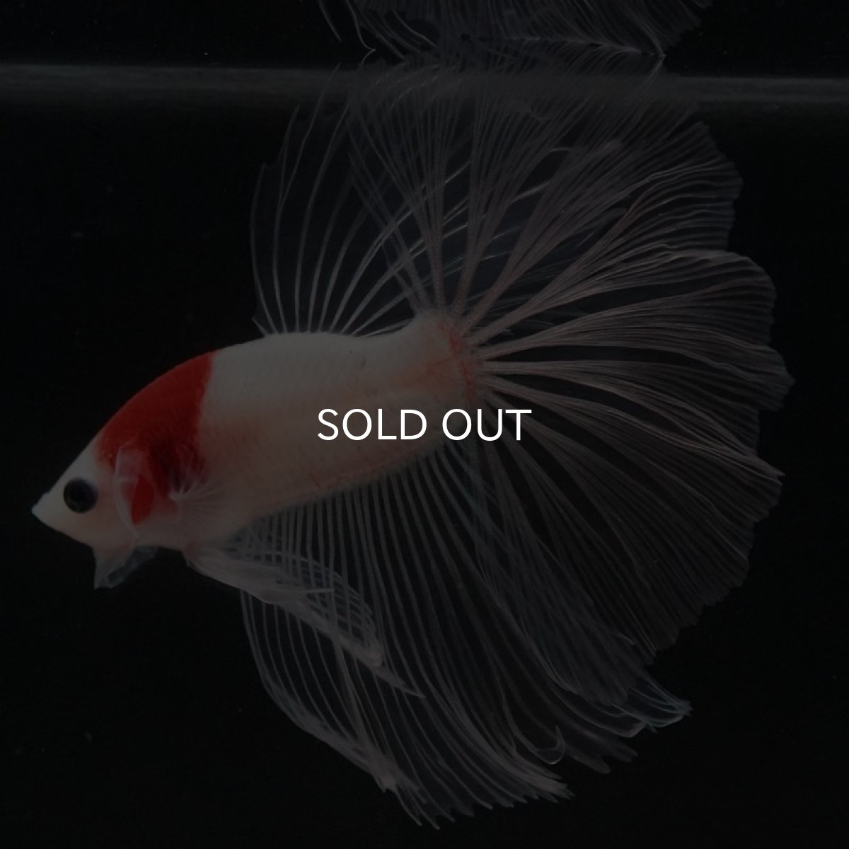 画像4: HM　丹頂 (4)