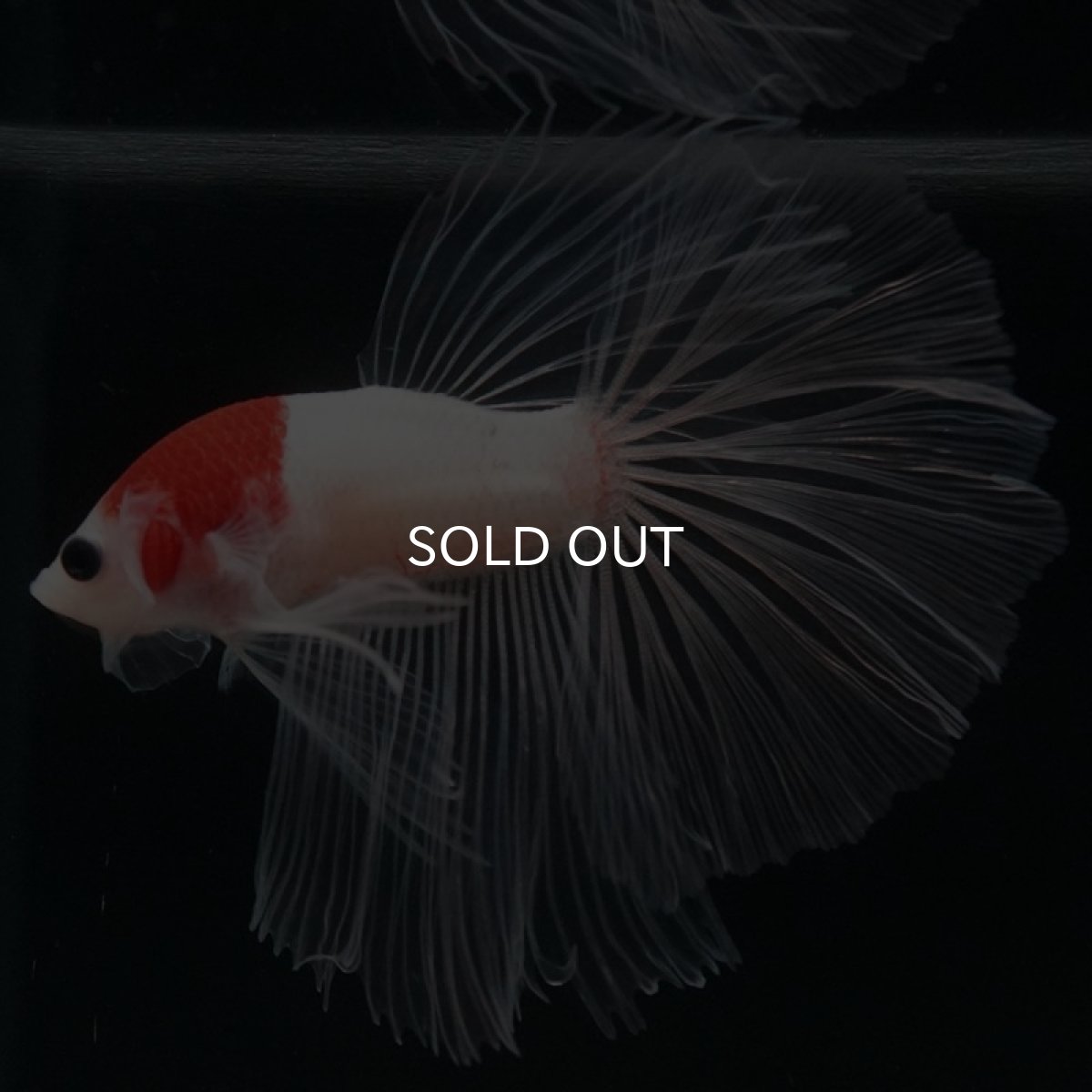 画像3: HM　丹頂 (3)