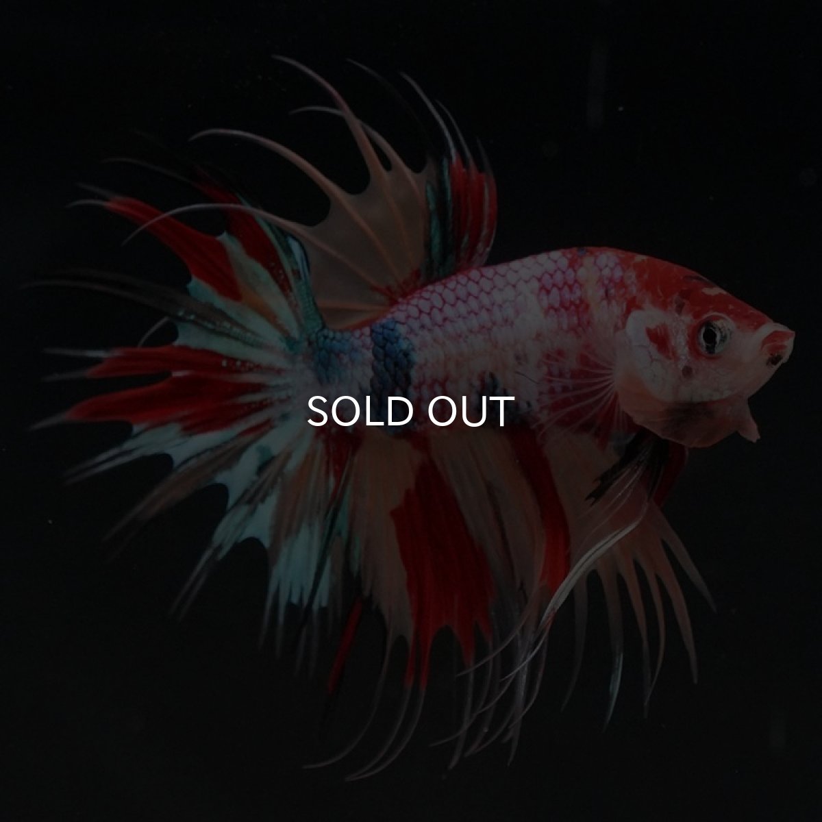 画像5: CT キャンディ (5)