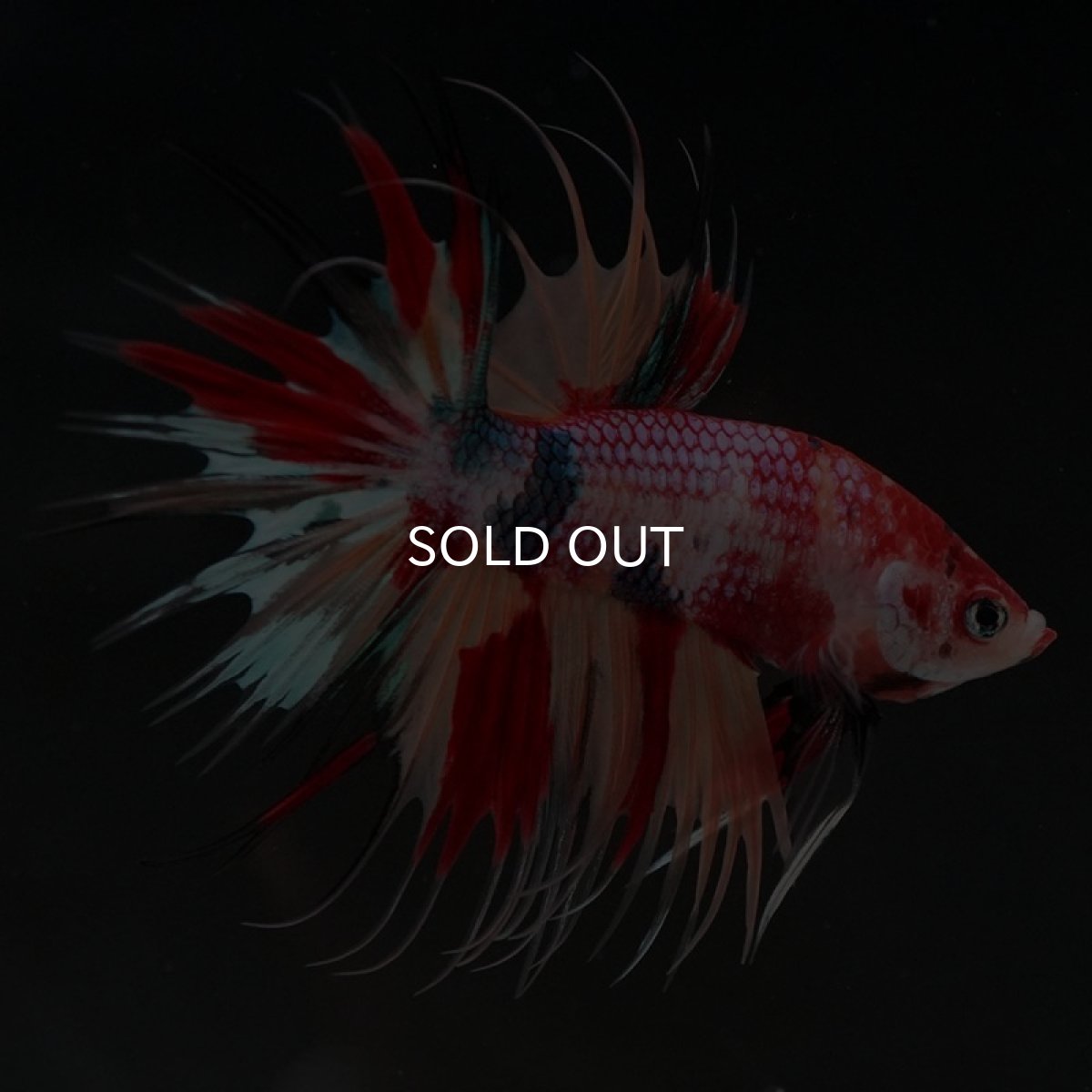 画像3: CT キャンディ (3)