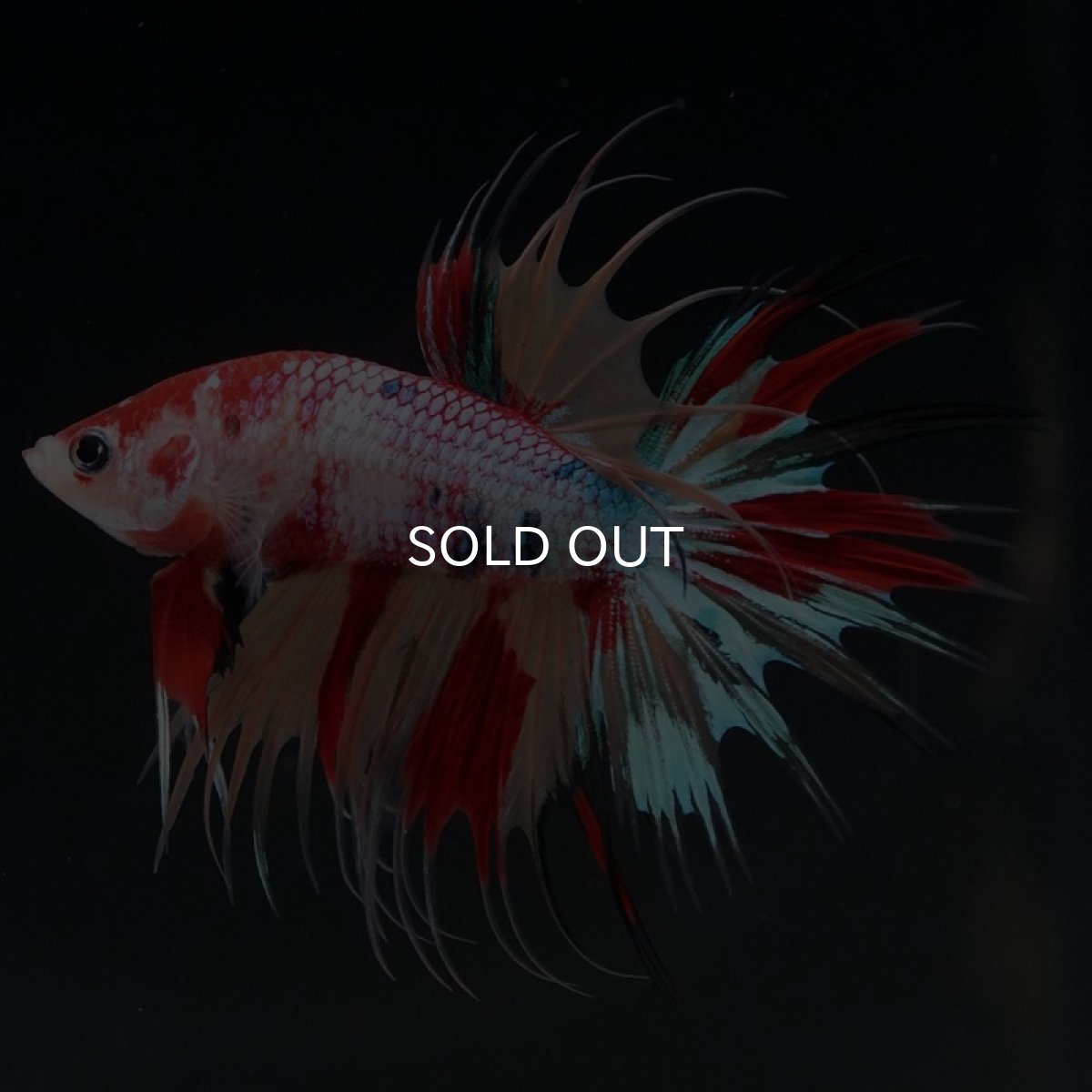 画像4: CT キャンディ (4)