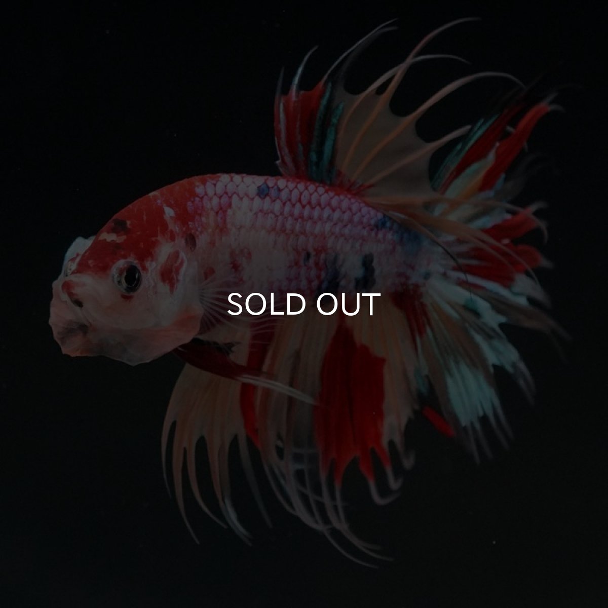 画像2: CT キャンディ (2)