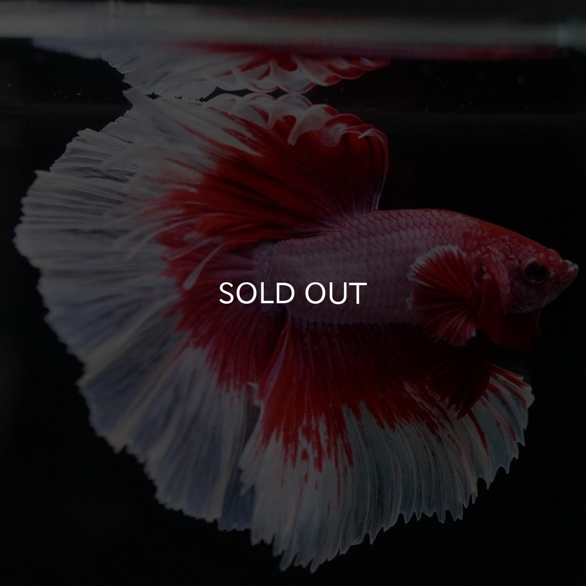 画像5: HM　ラベンダーバタフライ (5)