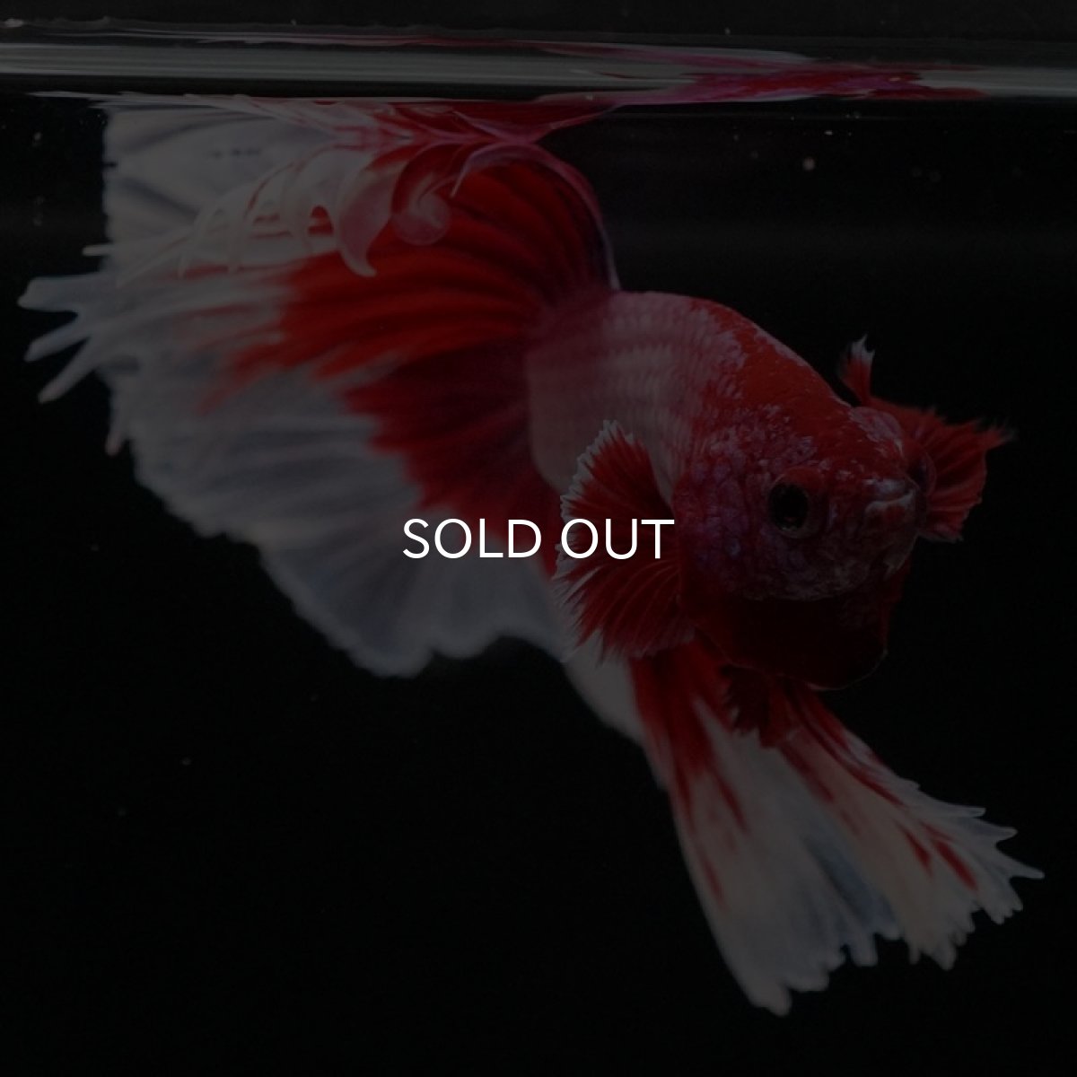 画像4: HM　ラベンダーバタフライ (4)