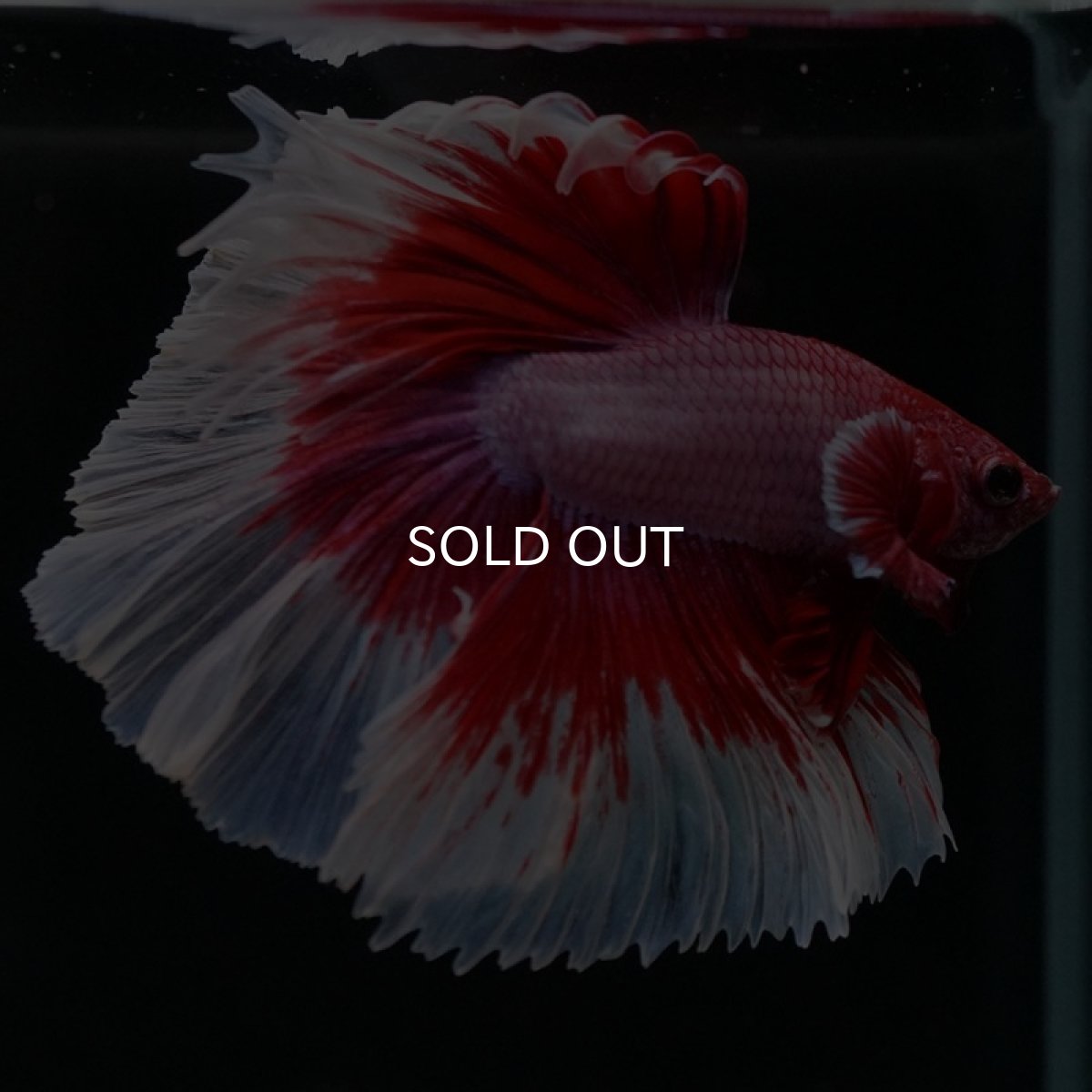 画像3: HM　ラベンダーバタフライ (3)