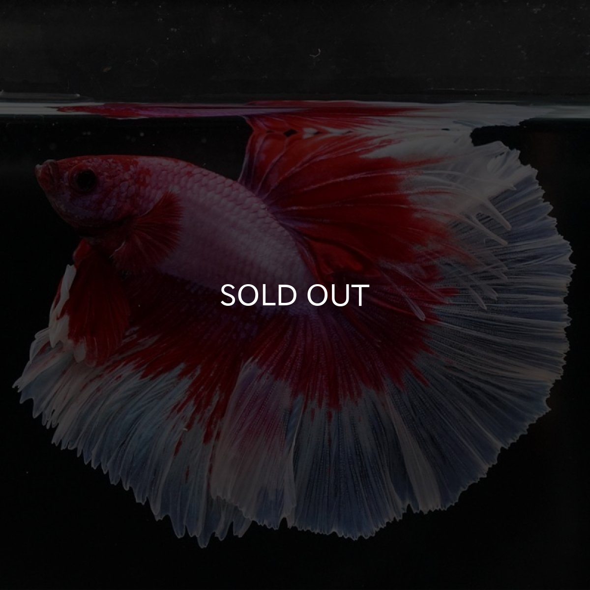 画像2: HM　ラベンダーバタフライ (2)