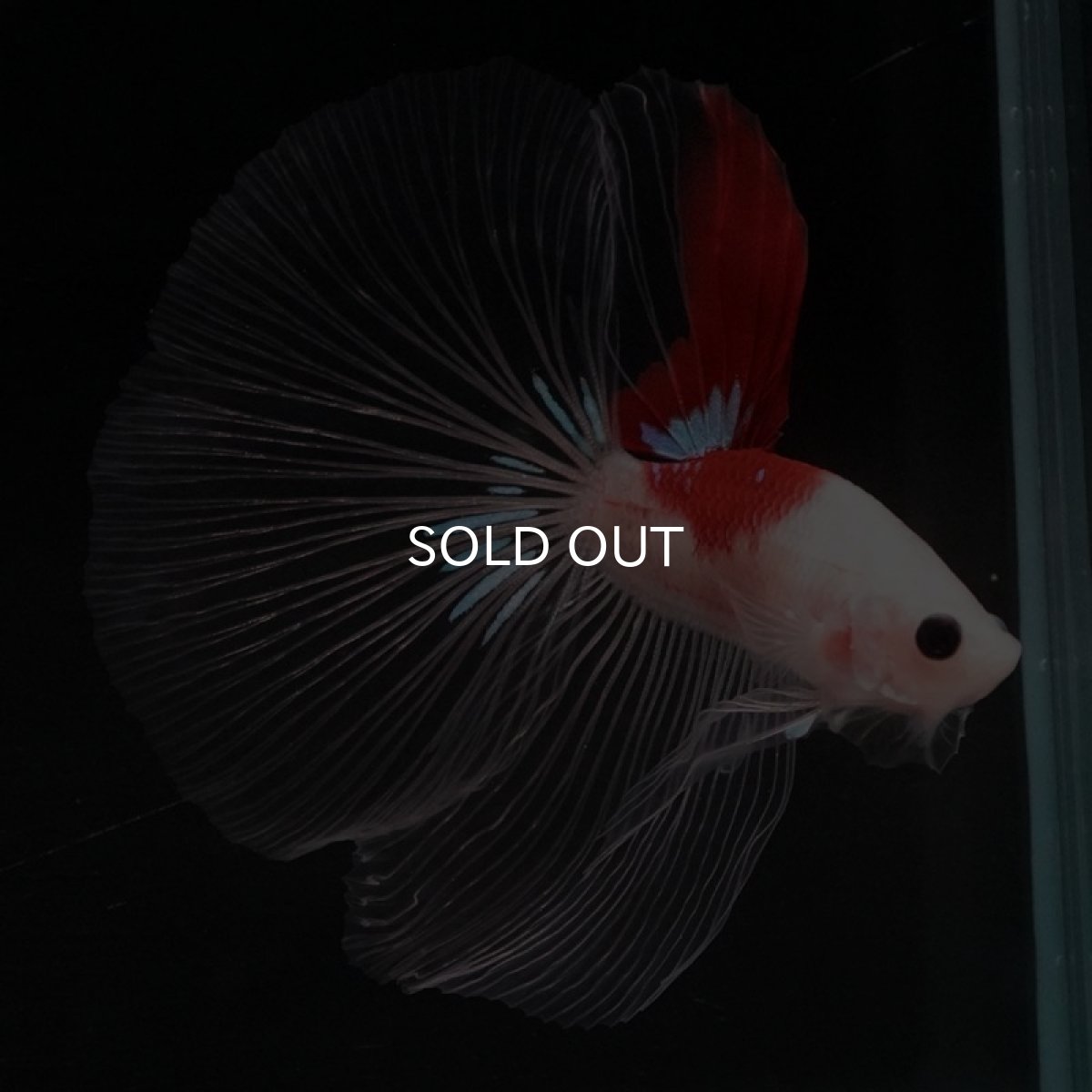 画像2: HM 紅白 クリアフィン (2)