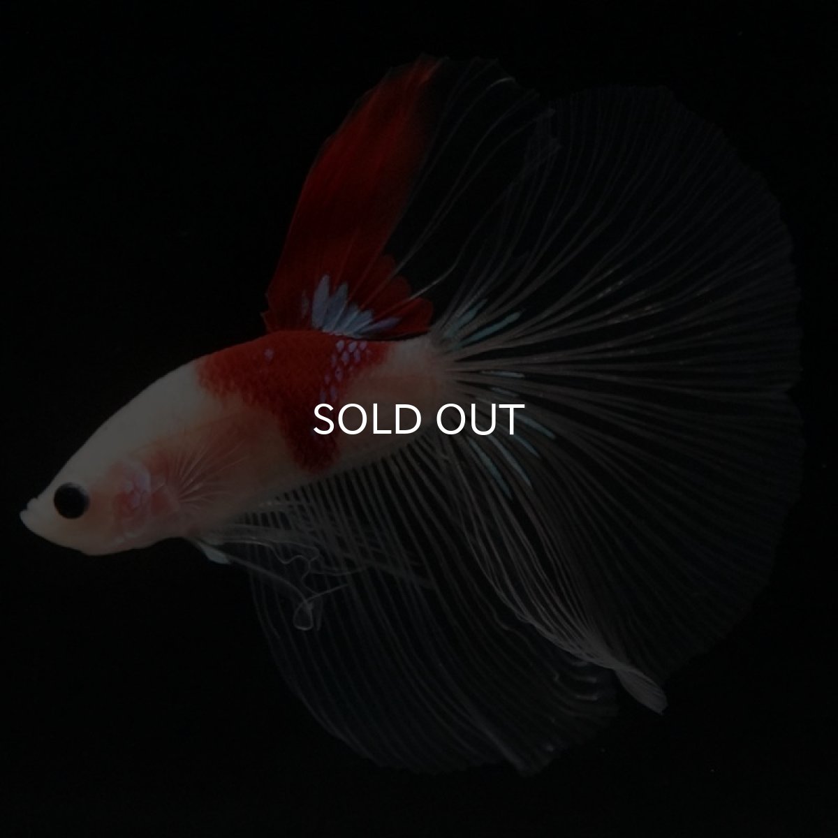 画像3: HM 紅白 クリアフィン (3)