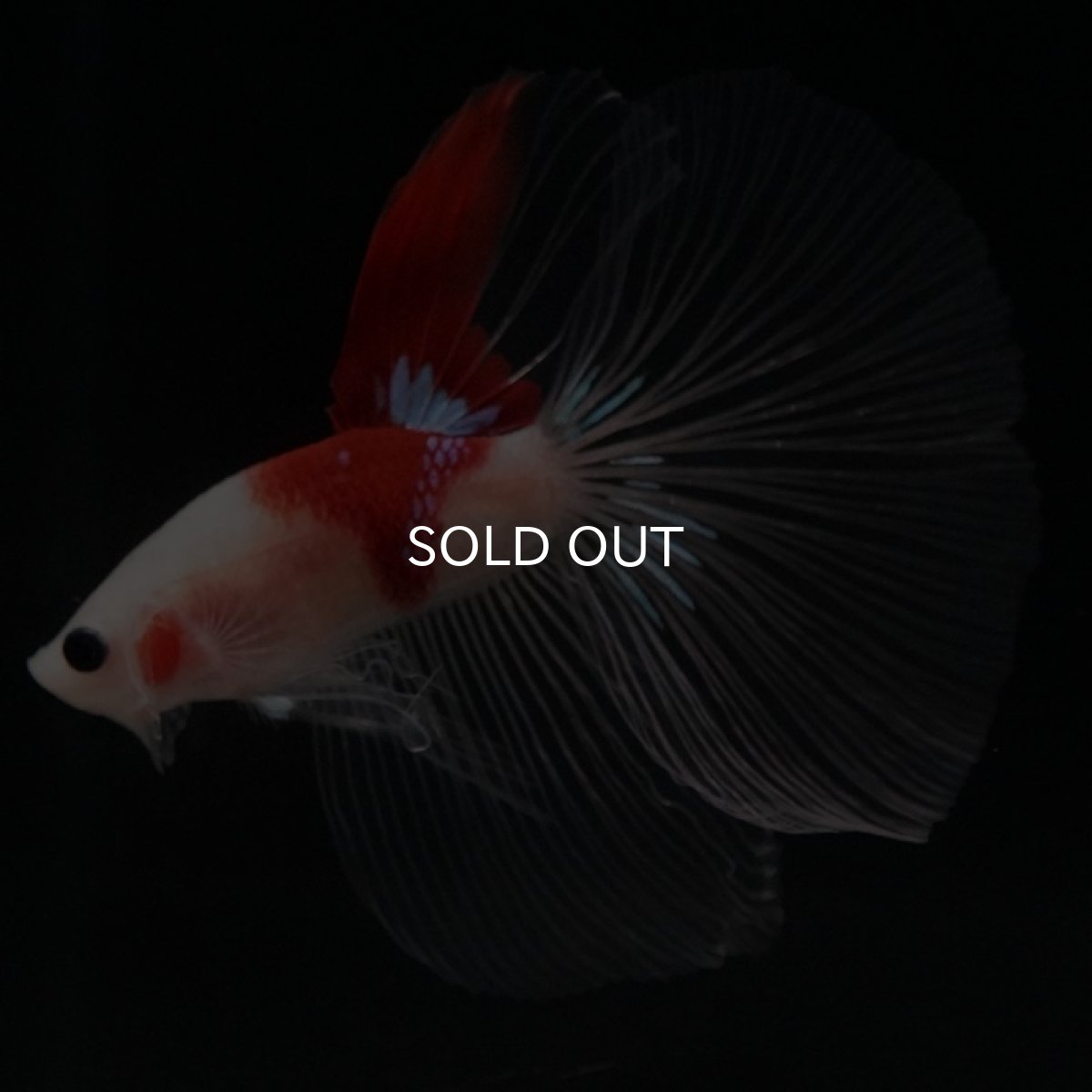 画像5: HM 紅白 クリアフィン (5)