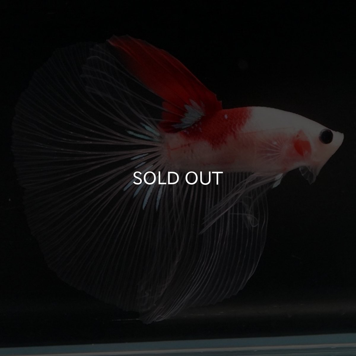 画像4: HM 紅白 クリアフィン (4)