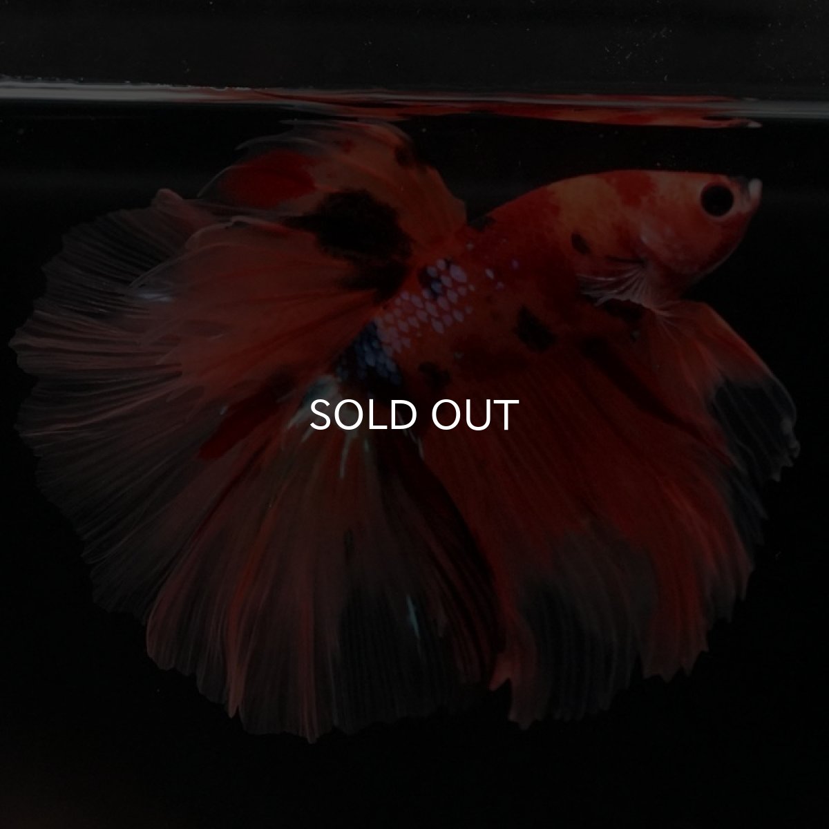 画像9: HM　キャンディ　ローズテール (9)