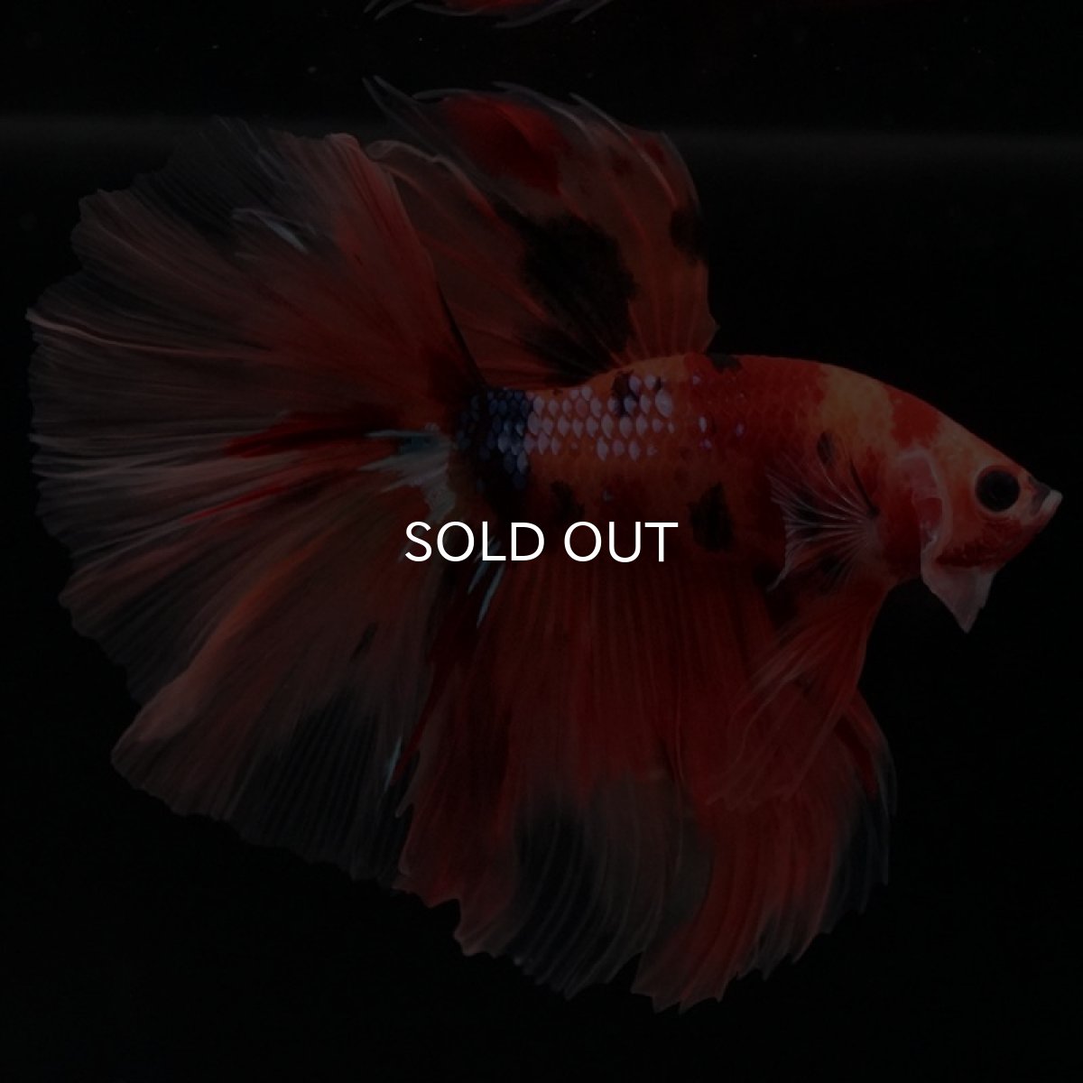 画像8: HM　キャンディ　ローズテール (8)