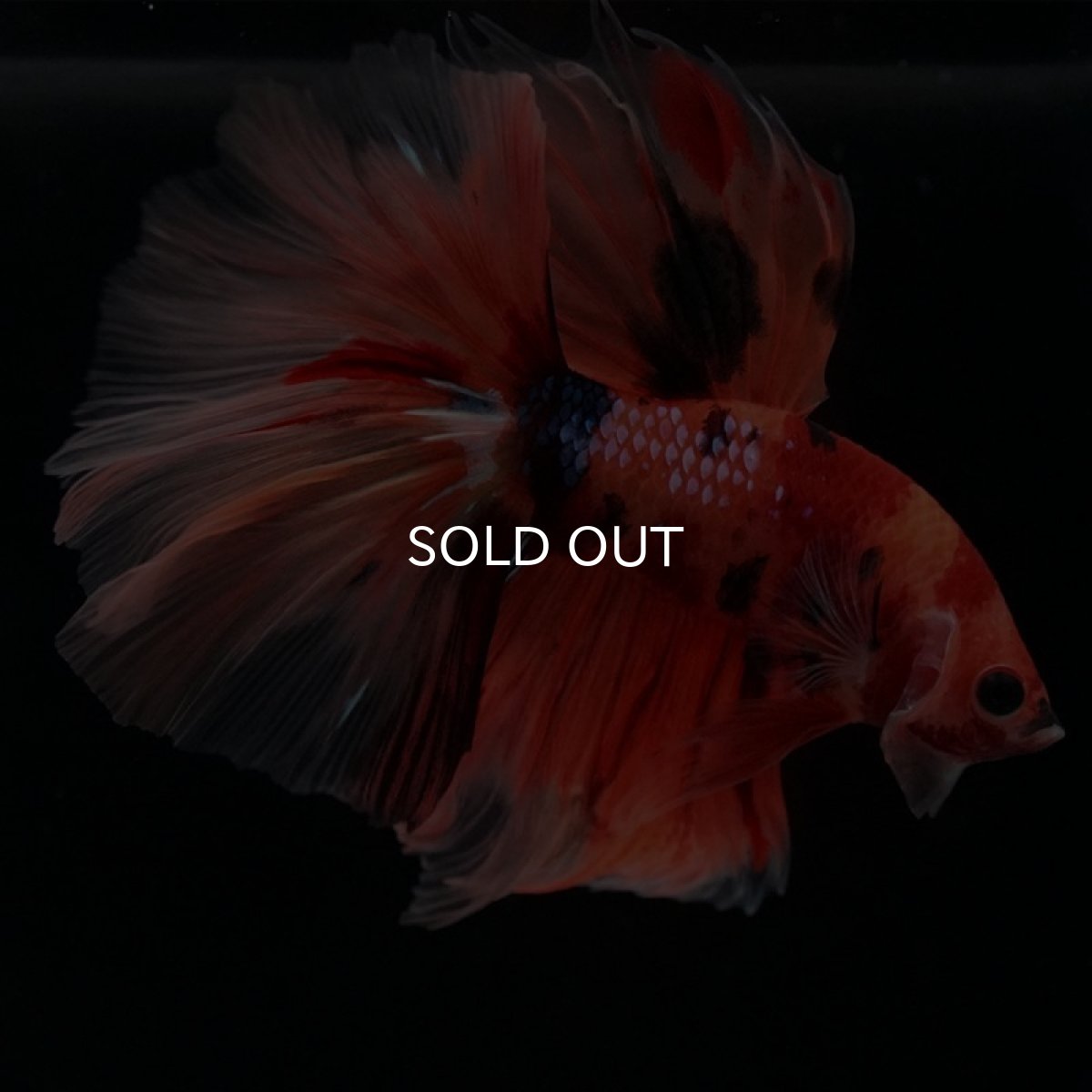 画像7: HM　キャンディ　ローズテール (7)