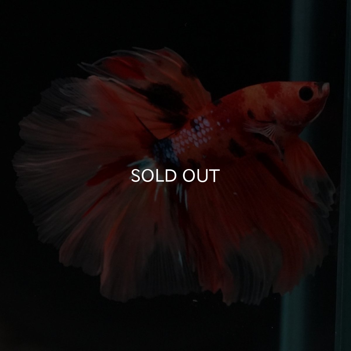 画像5: HM　キャンディ　ローズテール (5)