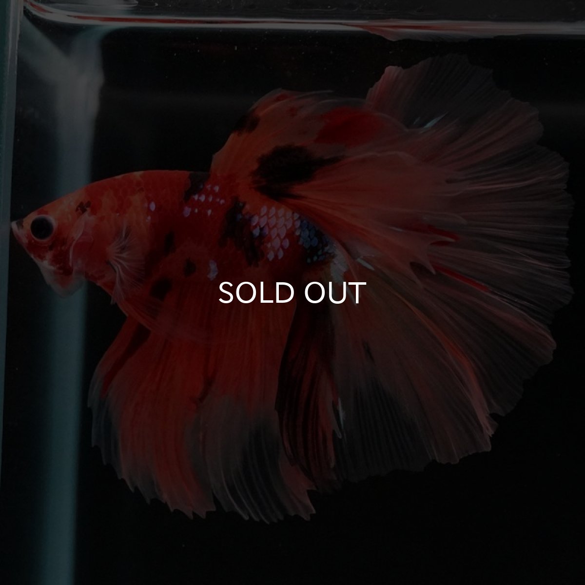 画像6: HM　キャンディ　ローズテール (6)