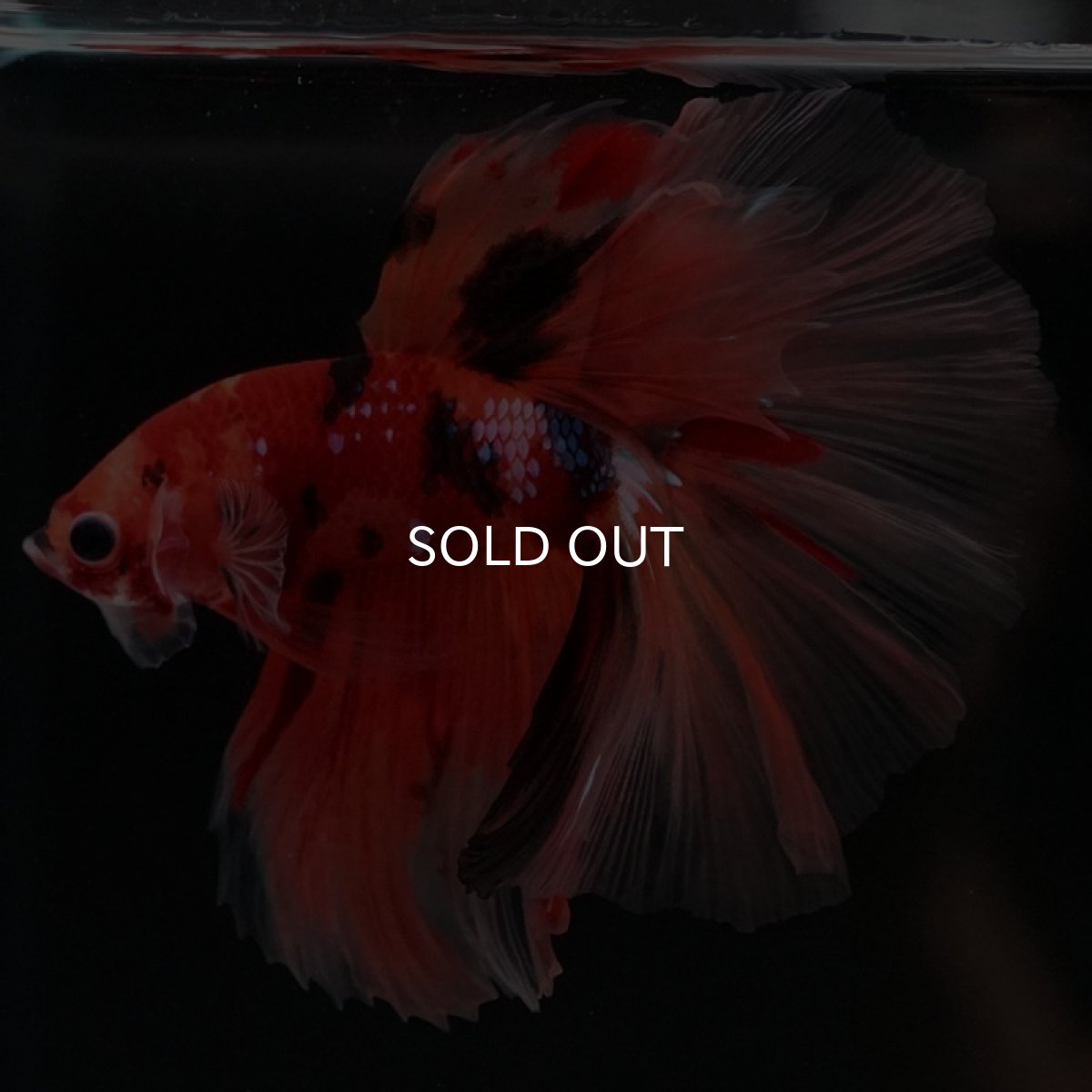 画像4: HM　キャンディ　ローズテール (4)