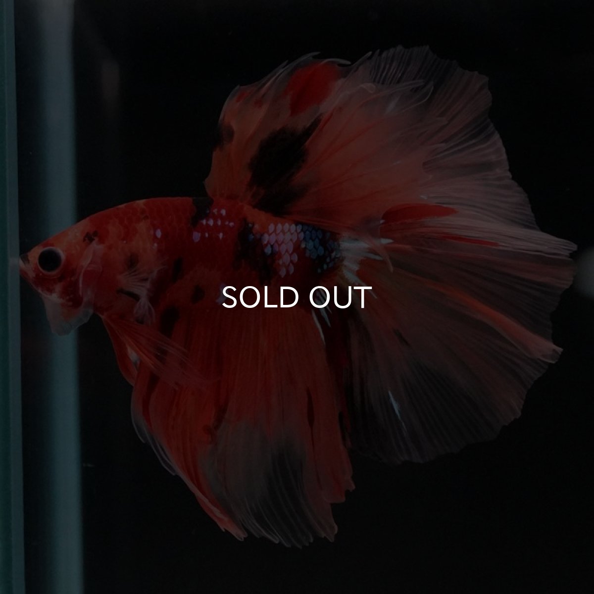 画像2: HM　キャンディ　ローズテール (2)