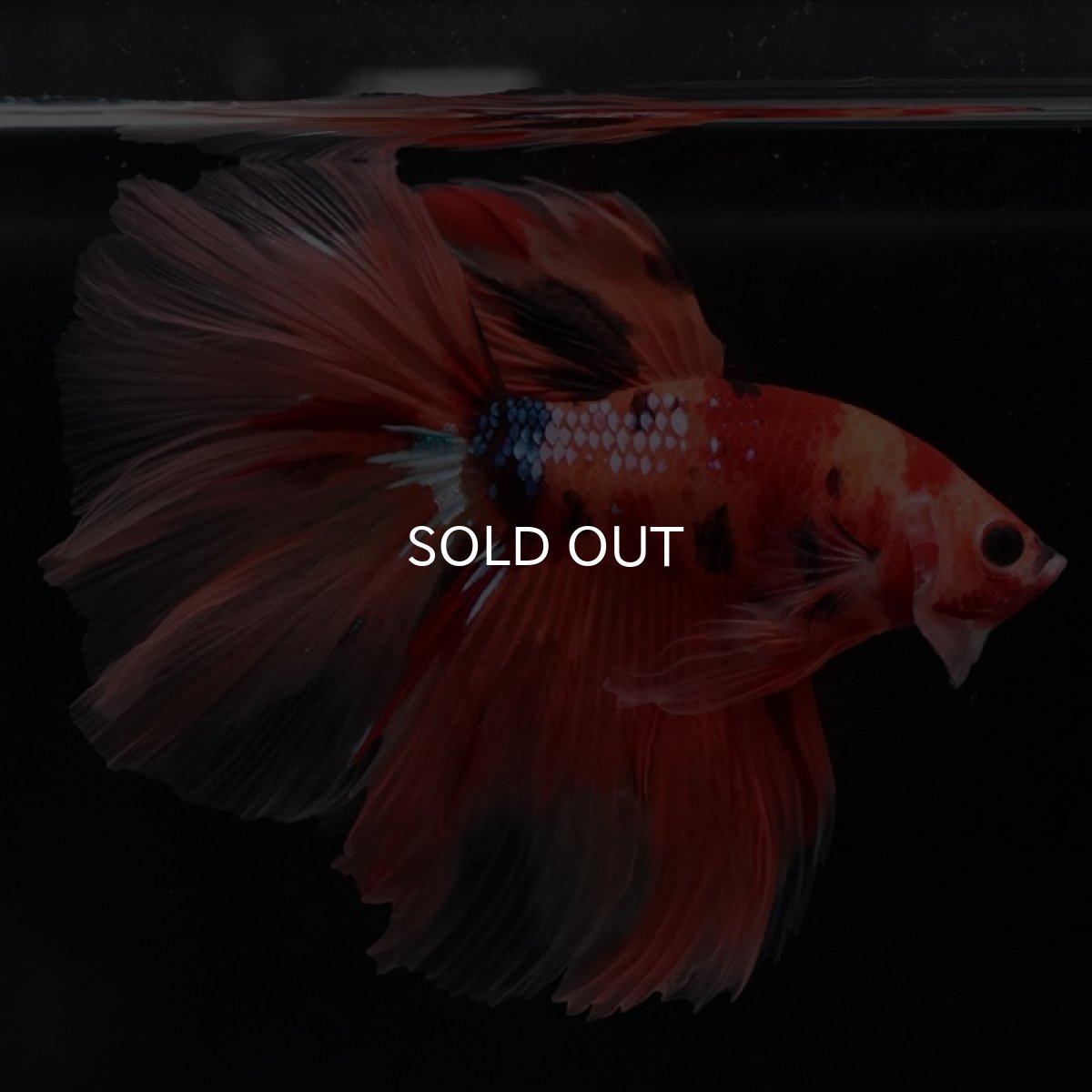 画像3: HM　キャンディ　ローズテール (3)