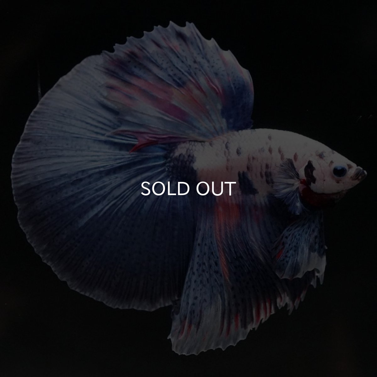 画像4: HM　ホワイトブルーファンシー (4)