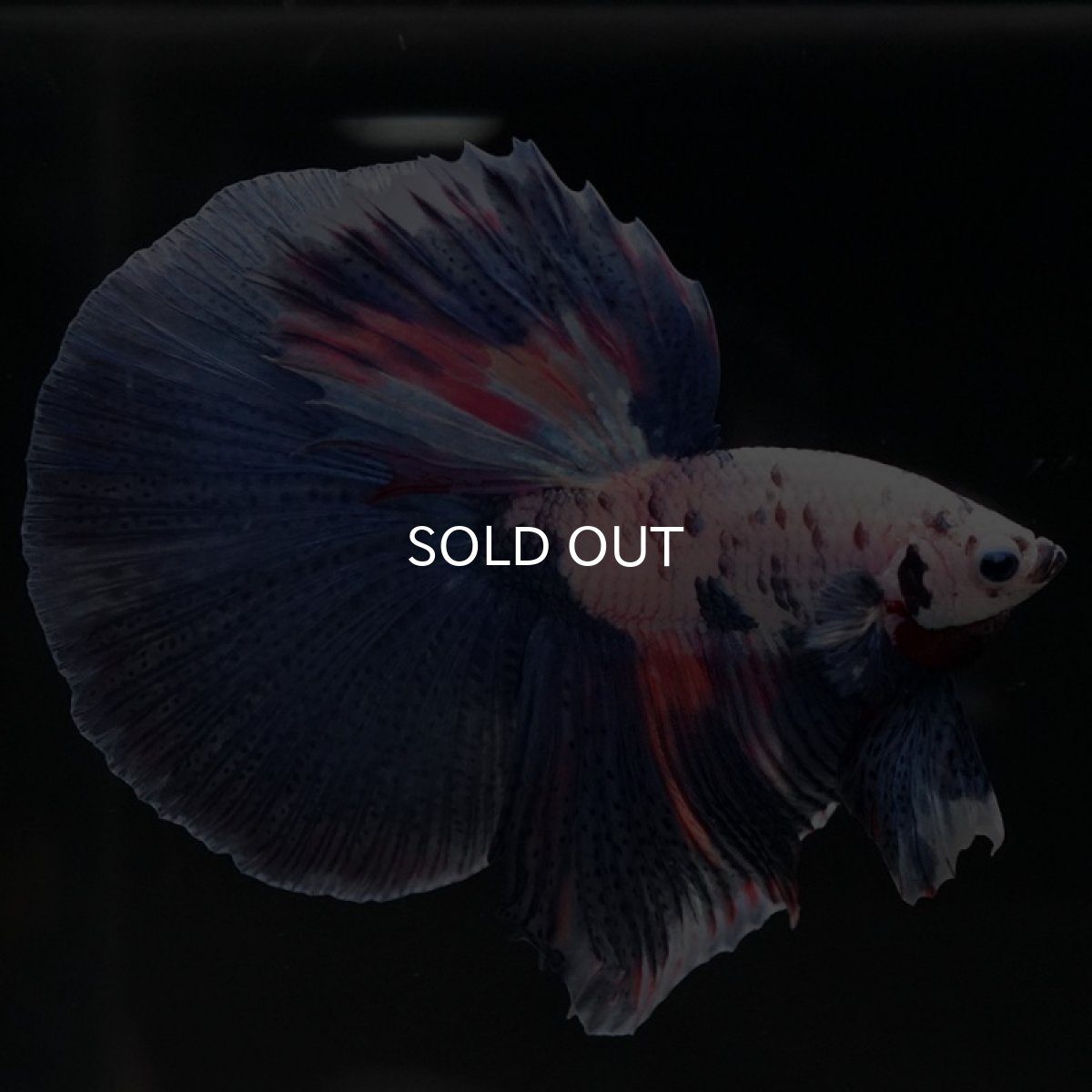 画像3: HM　ホワイトブルーファンシー (3)