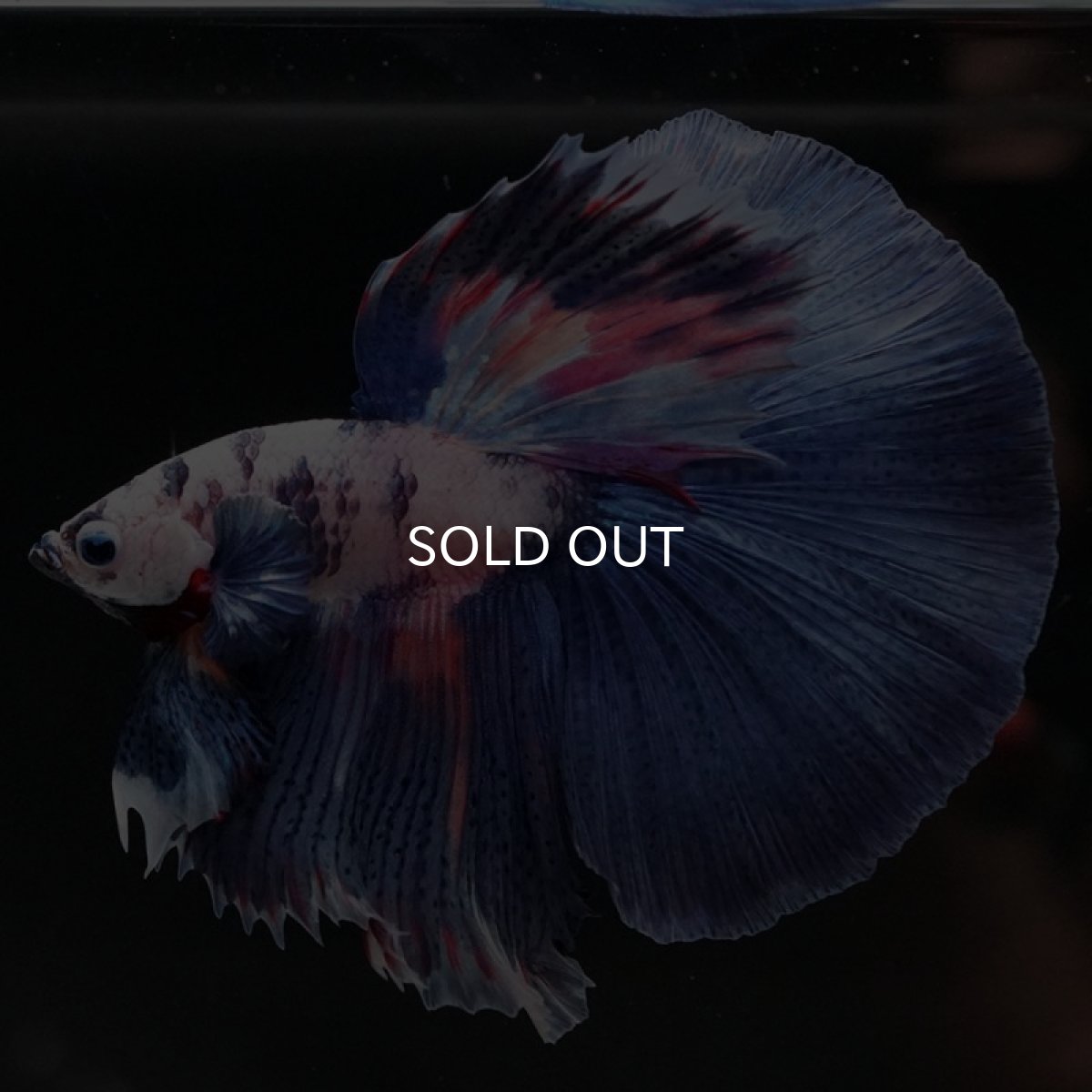 画像2: HM　ホワイトブルーファンシー (2)