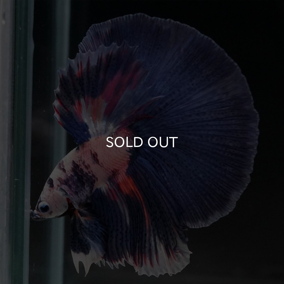 画像5: HM　ホワイトブルーファンシー (5)