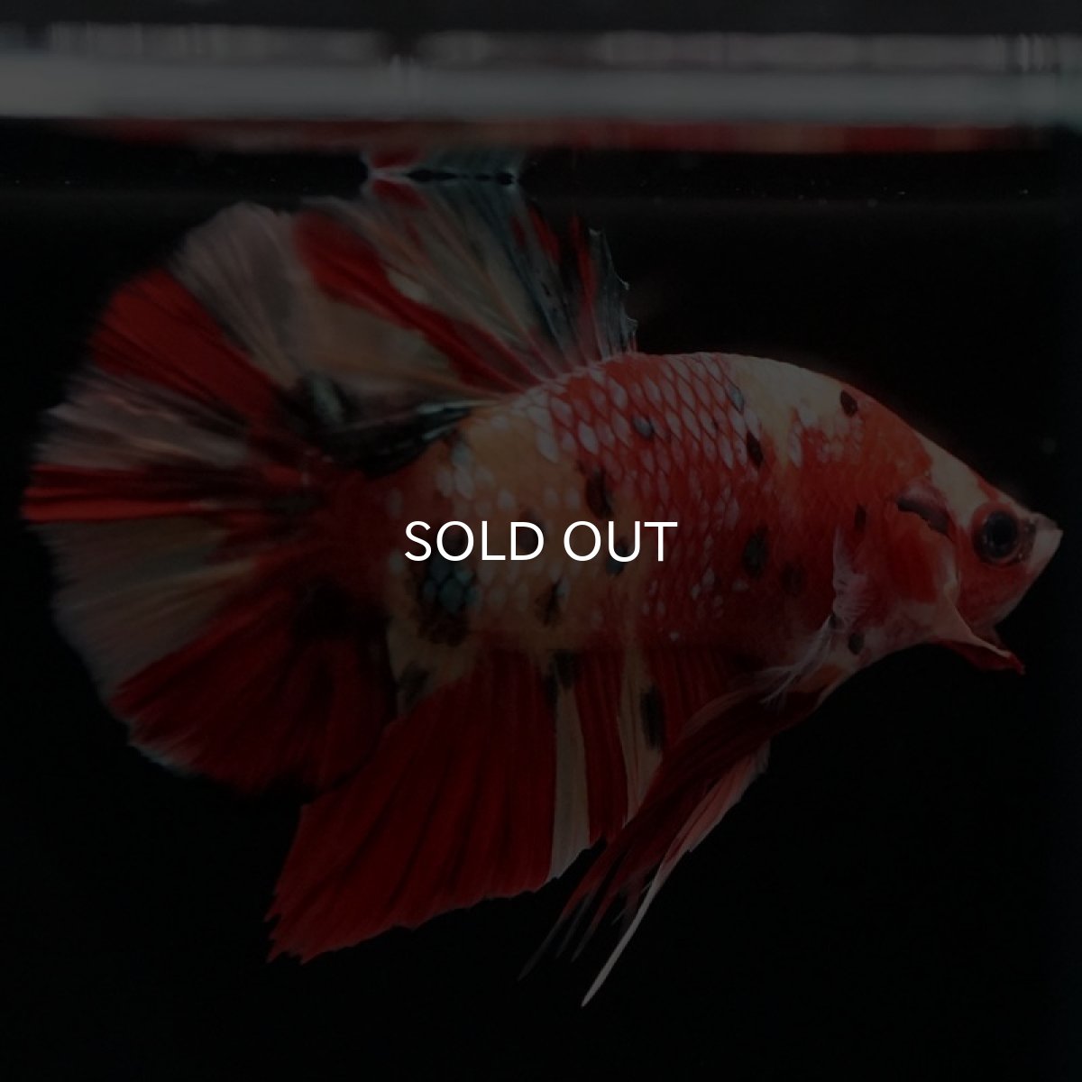 画像9: HMPK　キャンディ (9)