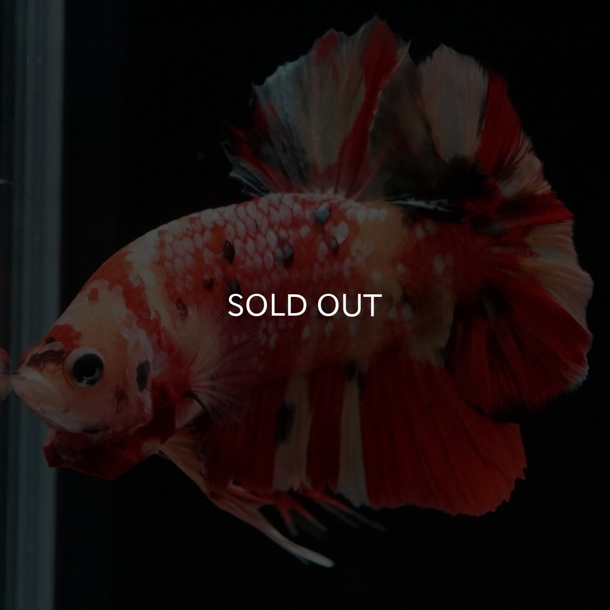 画像2: HMPK　キャンディ (2)