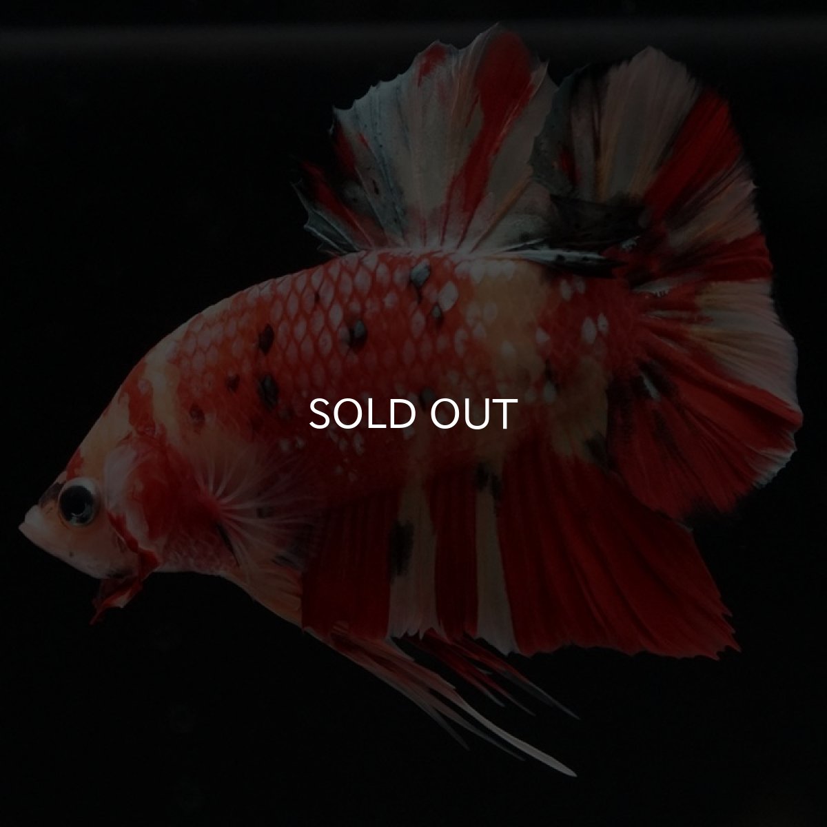 画像8: HMPK　キャンディ (8)