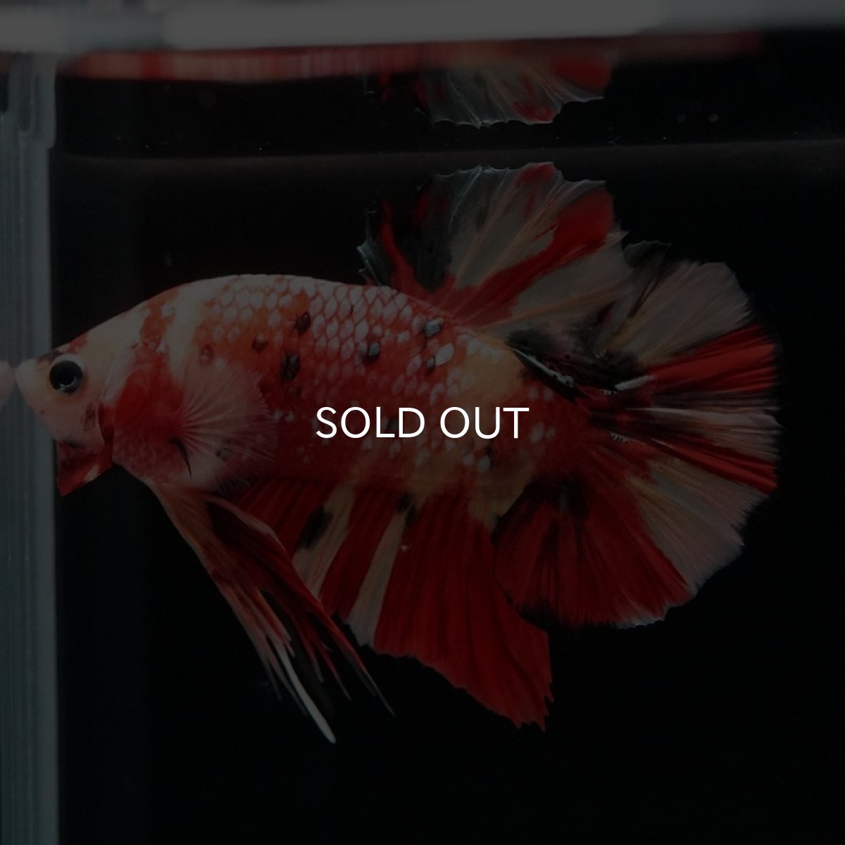 画像7: HMPK　キャンディ (7)