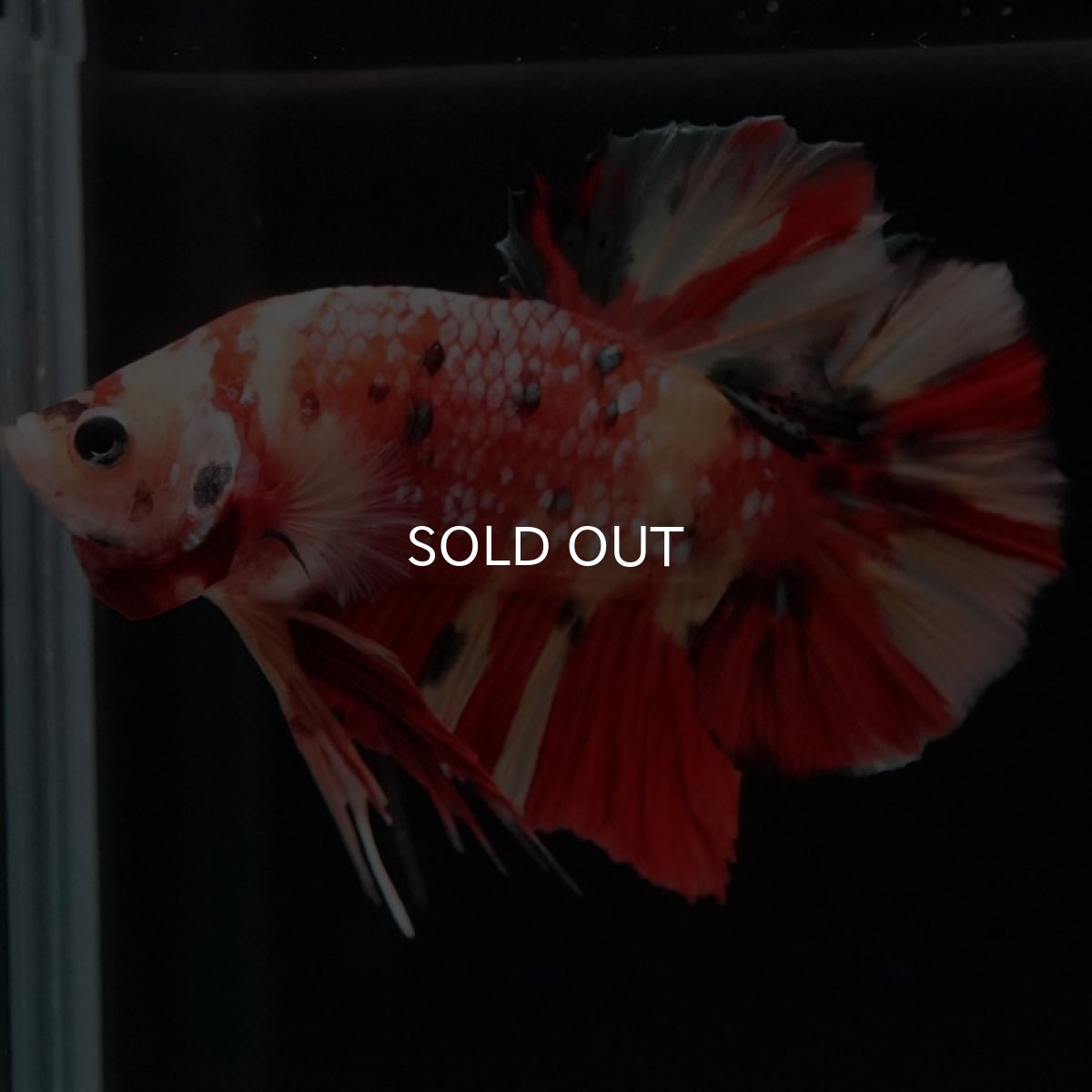 画像4: HMPK　キャンディ (4)