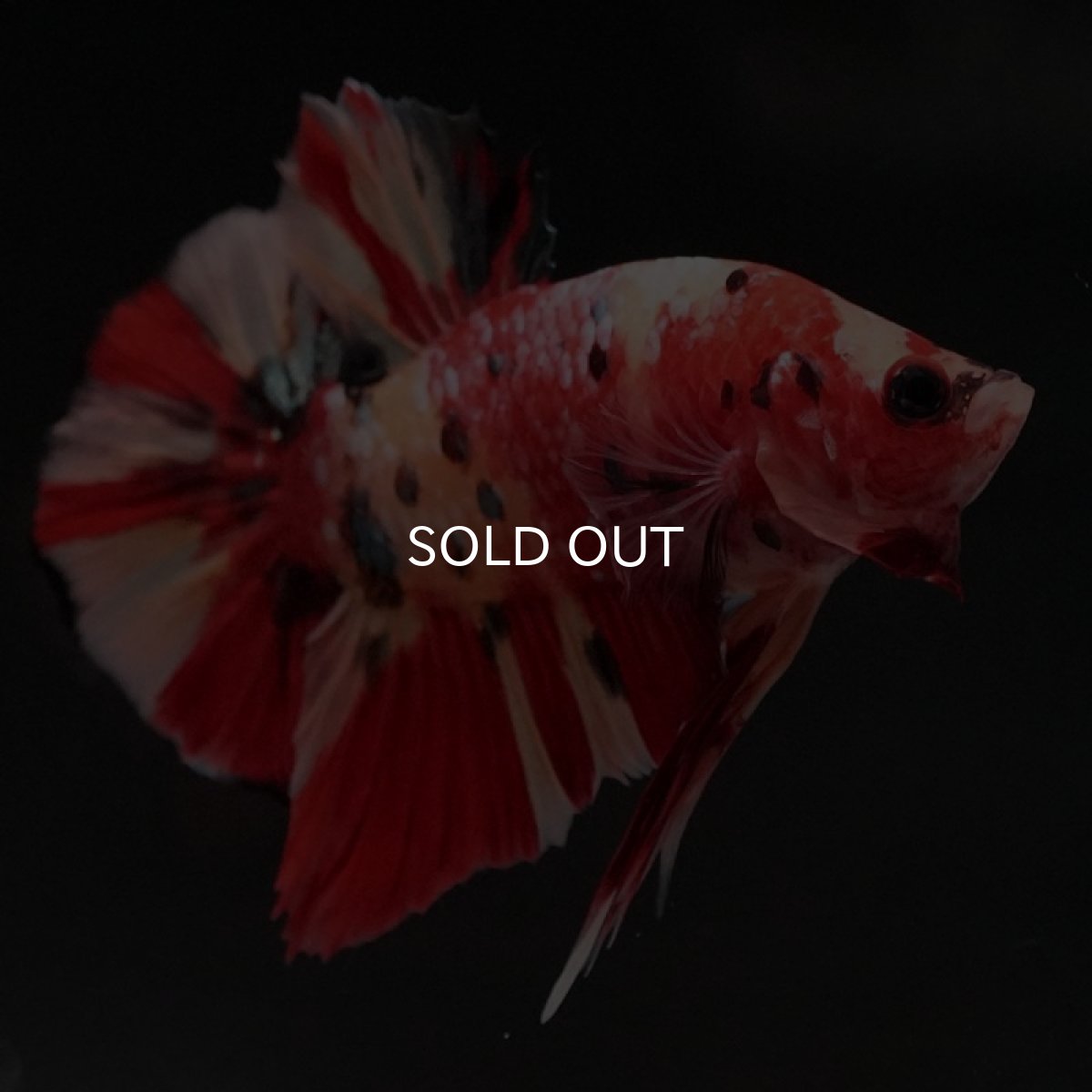 画像6: HMPK　キャンディ (6)