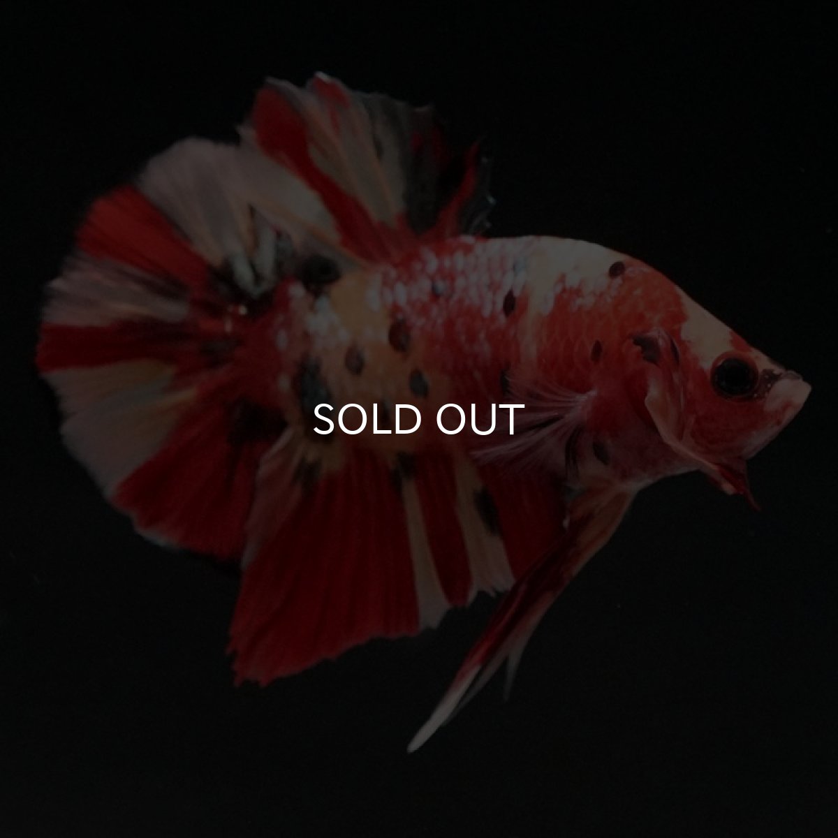 画像5: HMPK　キャンディ (5)