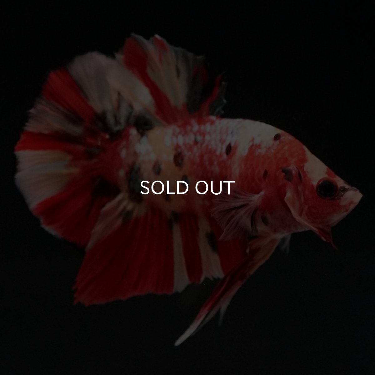 画像3: HMPK　キャンディ (3)