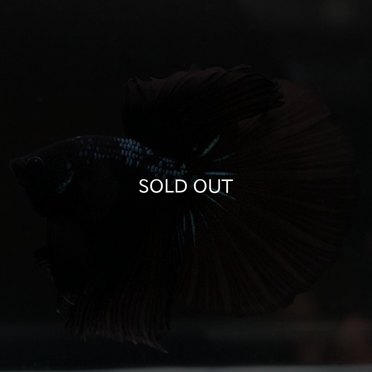 画像4: HM ブルーブラック (4)