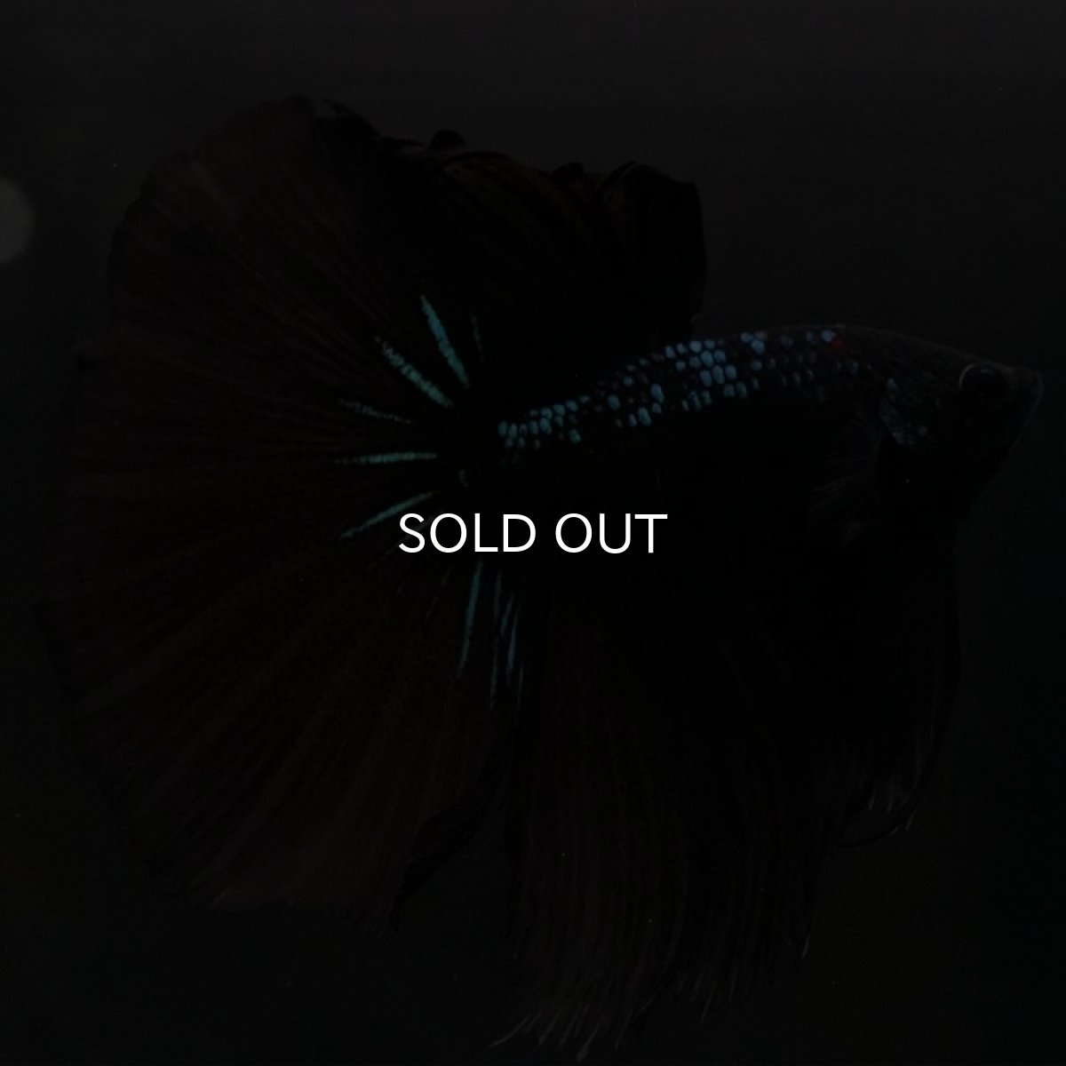 画像3: HM ブルーブラック (3)