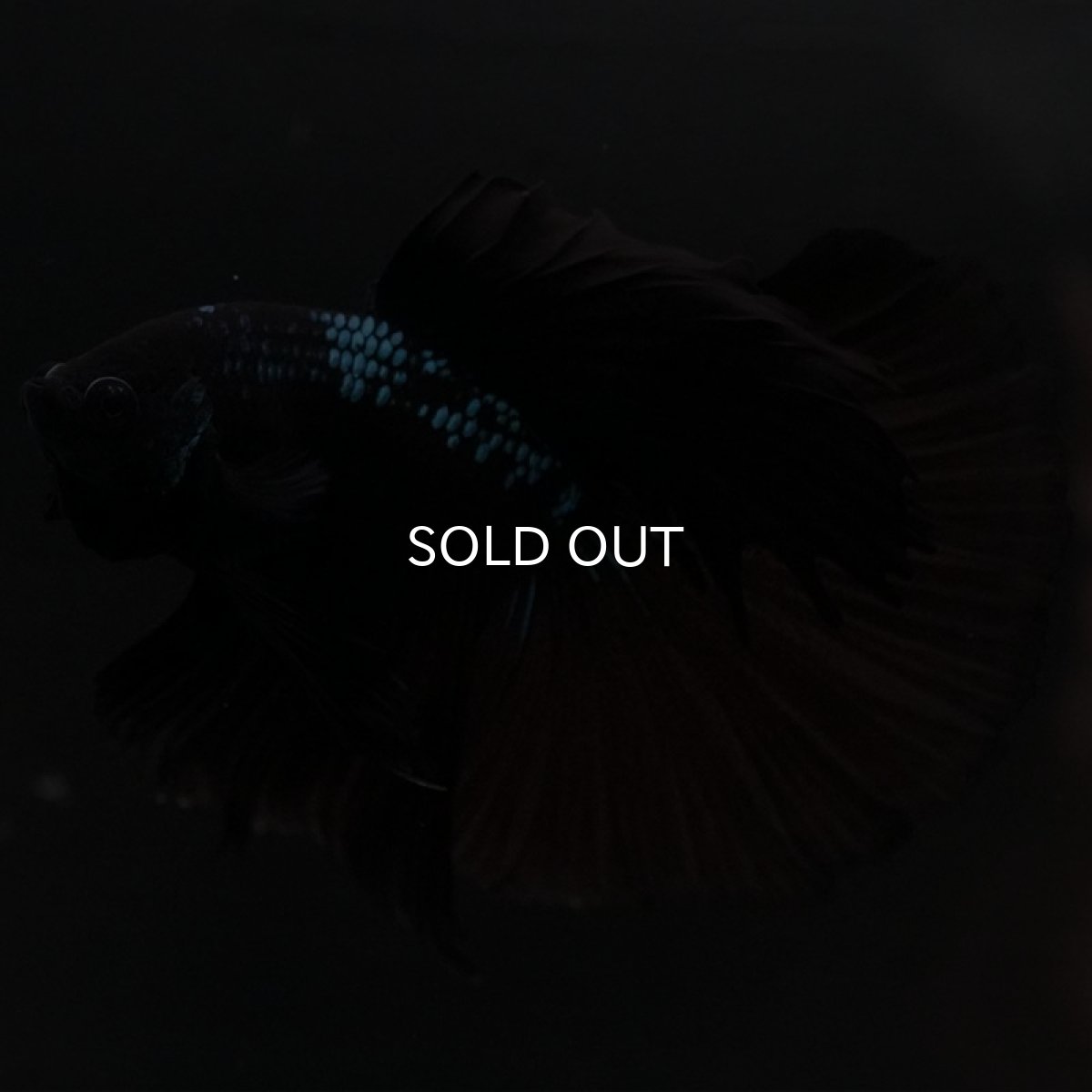 画像7: HM ブルーブラック (7)