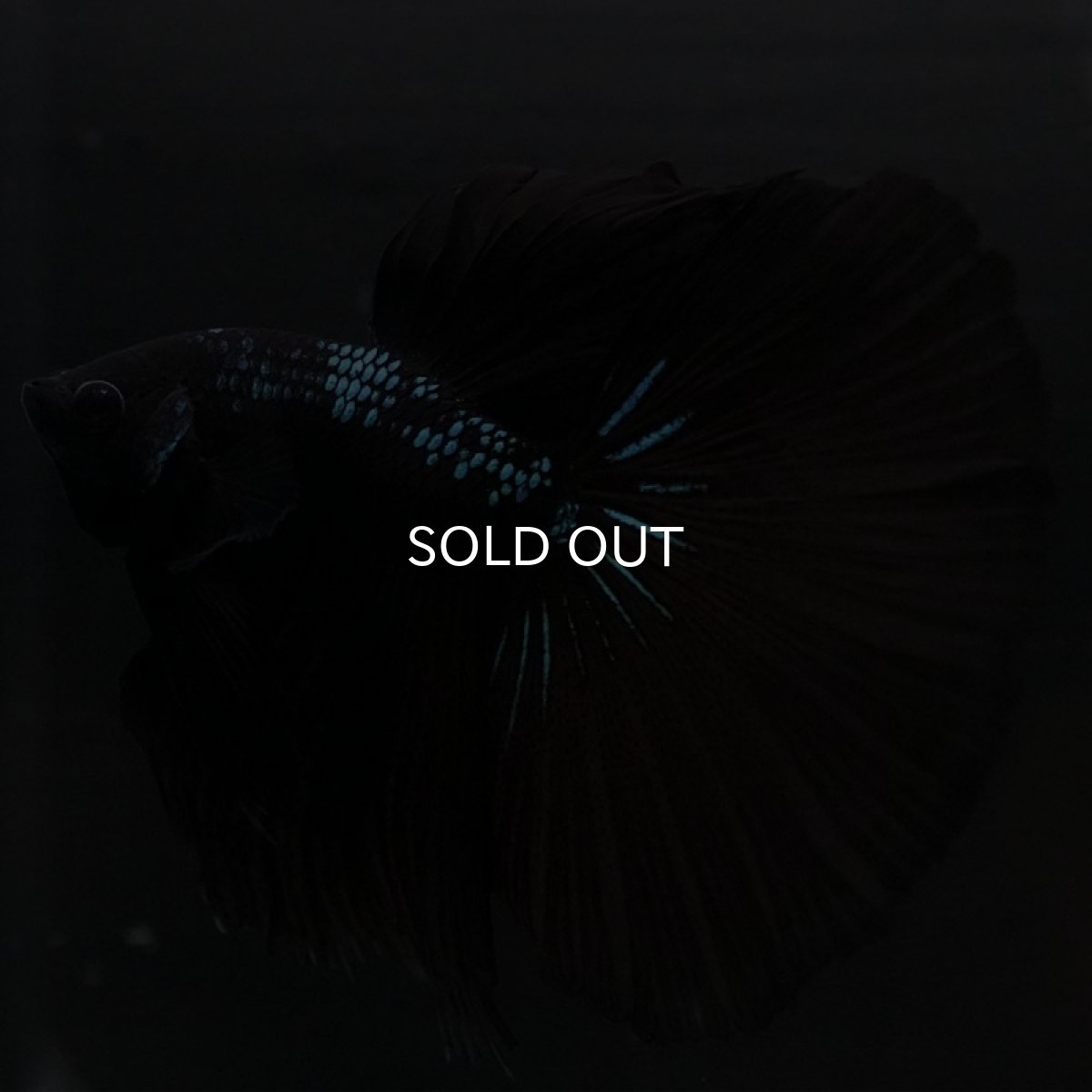 画像2: HM ブルーブラック (2)