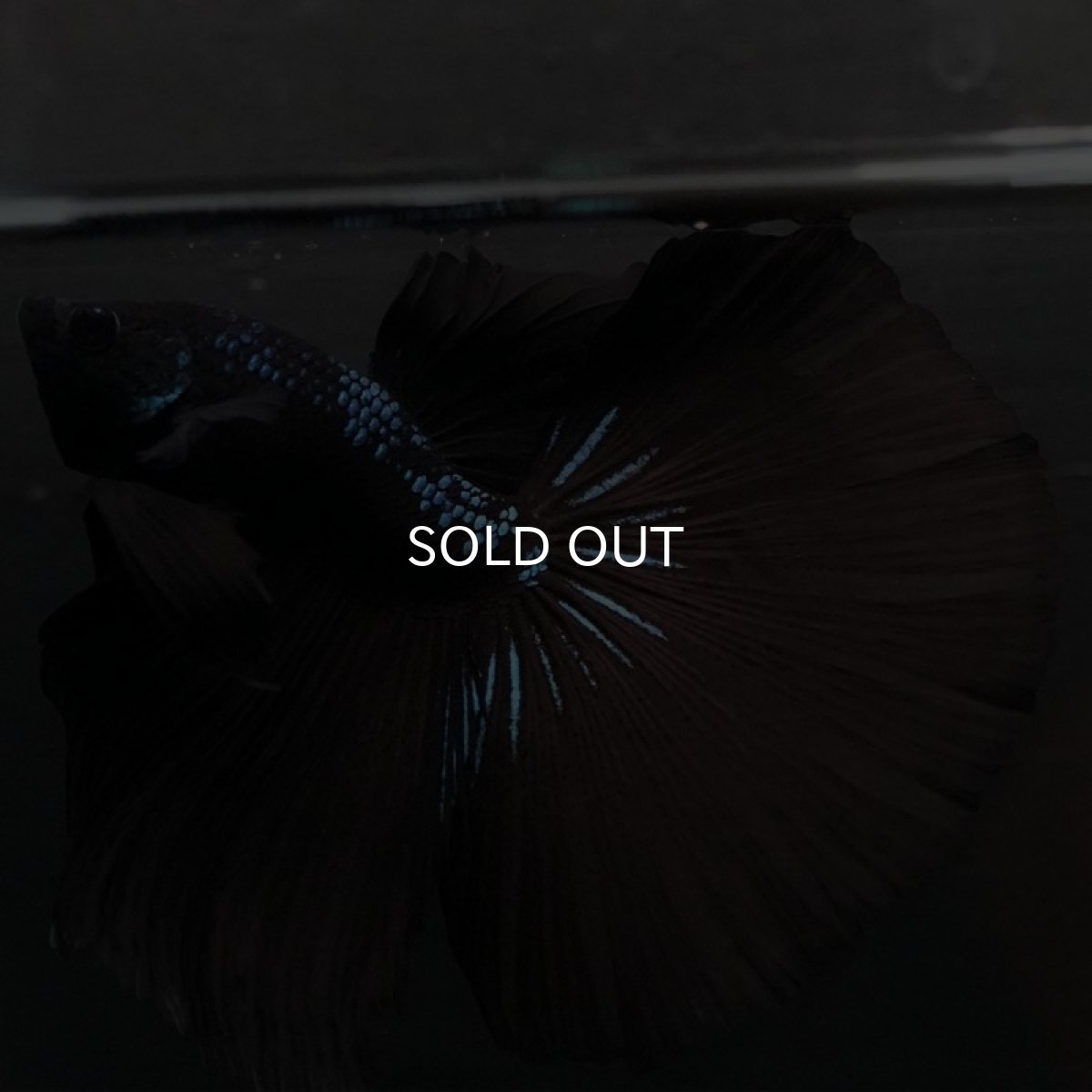 画像6: HM ブルーブラック (6)