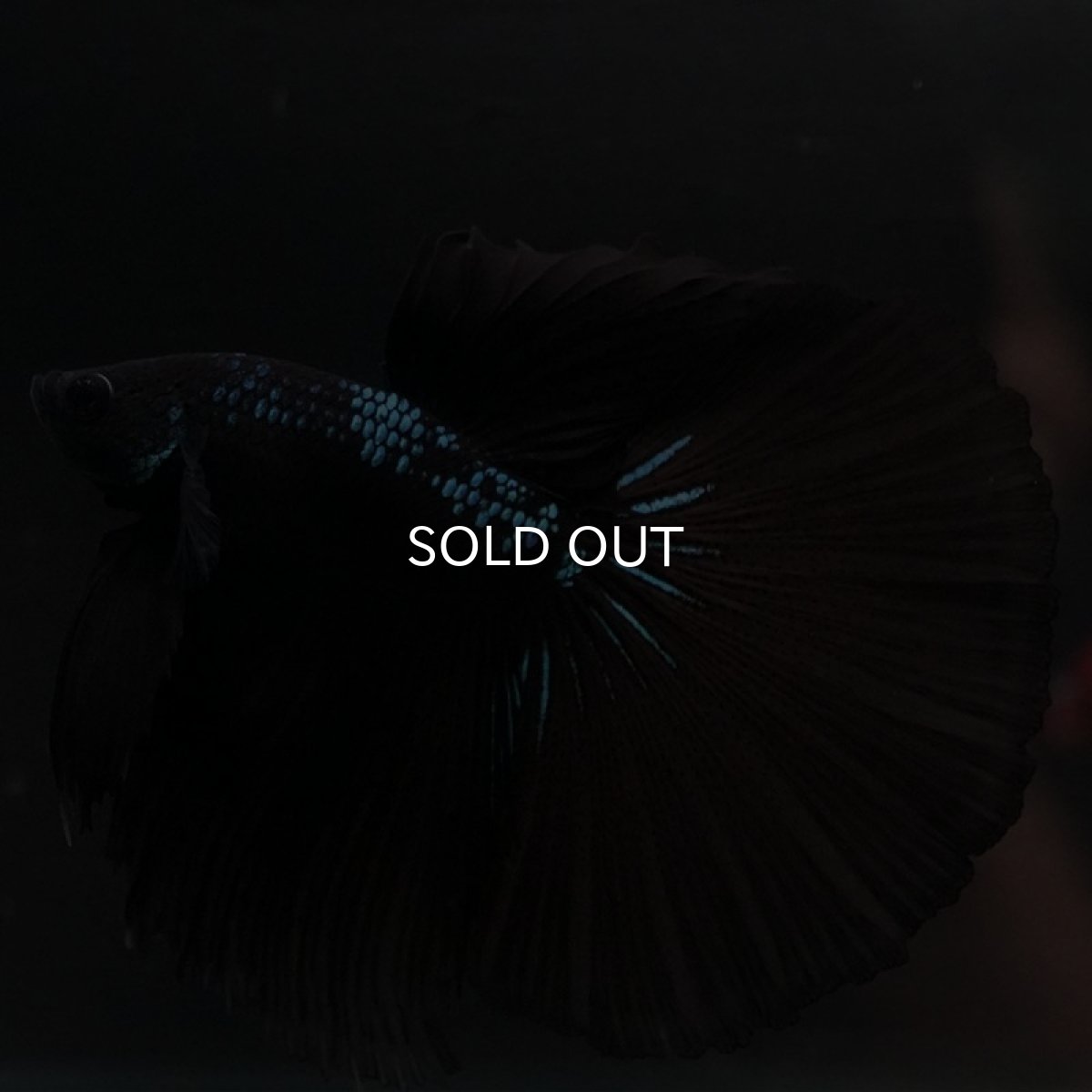 画像5: HM ブルーブラック (5)