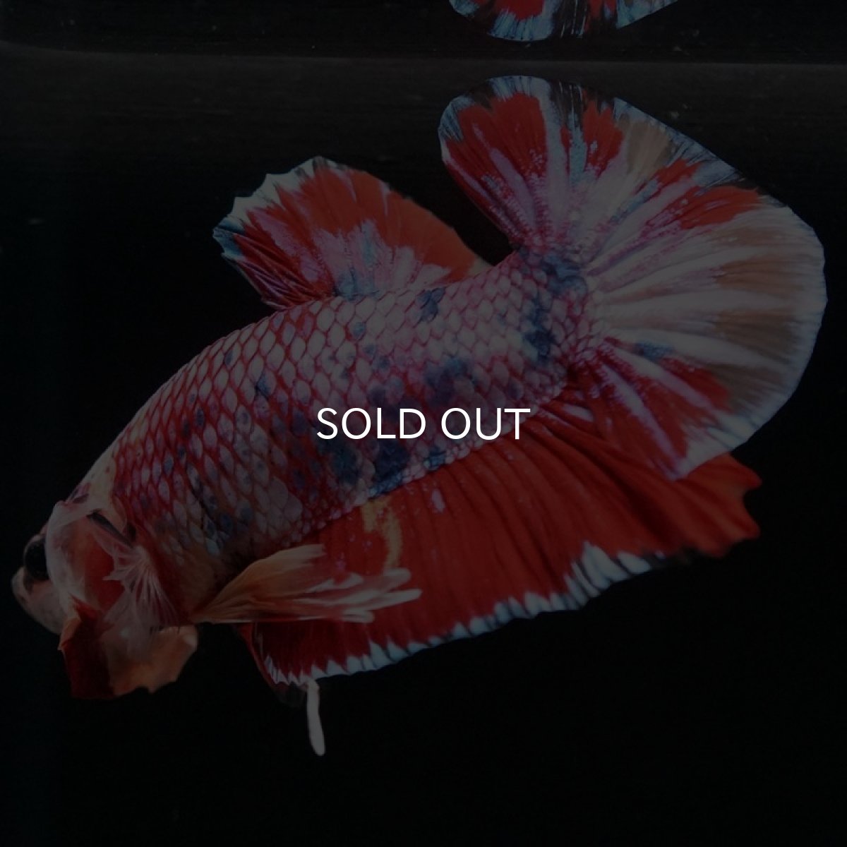 画像7: HMPK キャンディギャラクシー (7)