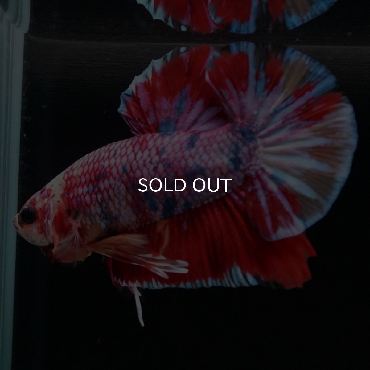 画像2: HMPK キャンディギャラクシー (2)