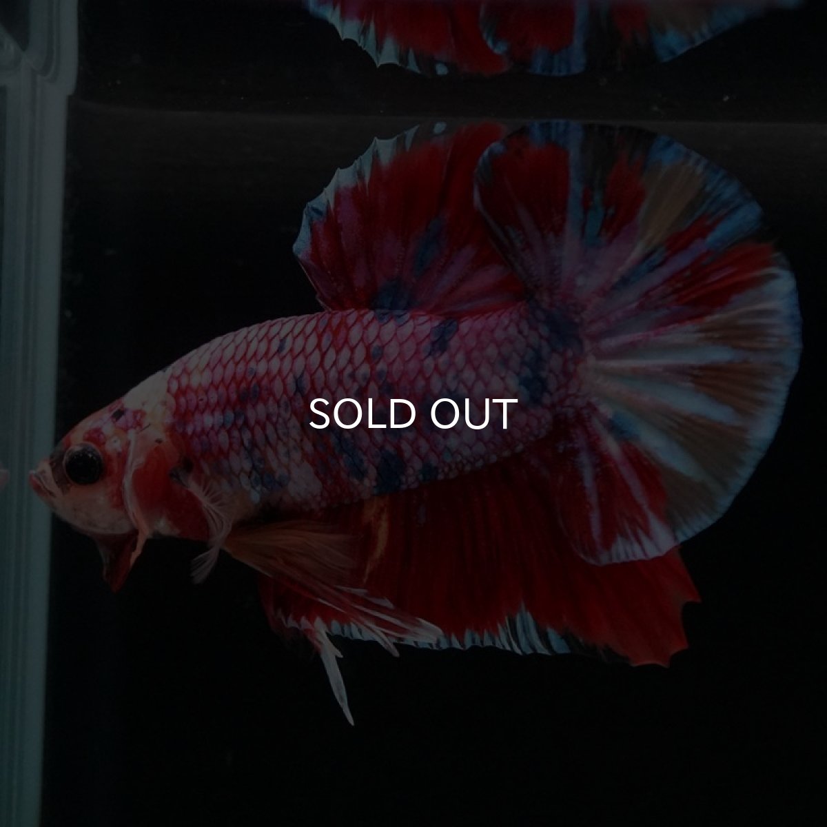 画像6: HMPK キャンディギャラクシー (6)