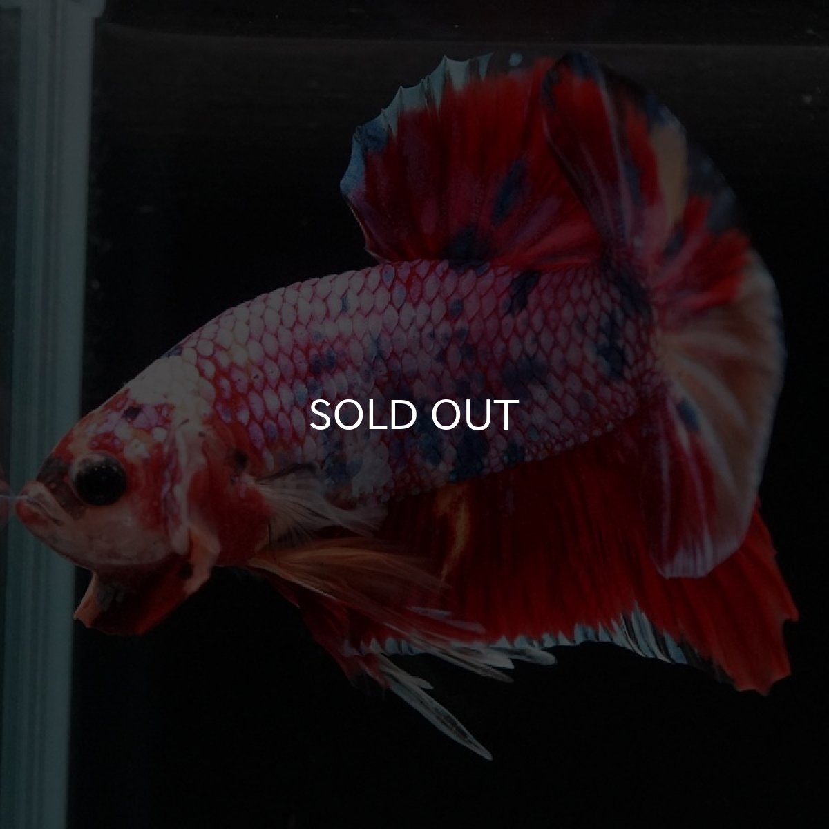 画像4: HMPK キャンディギャラクシー (4)