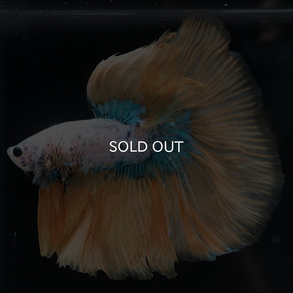 画像6: HM イエローファンシー (6)