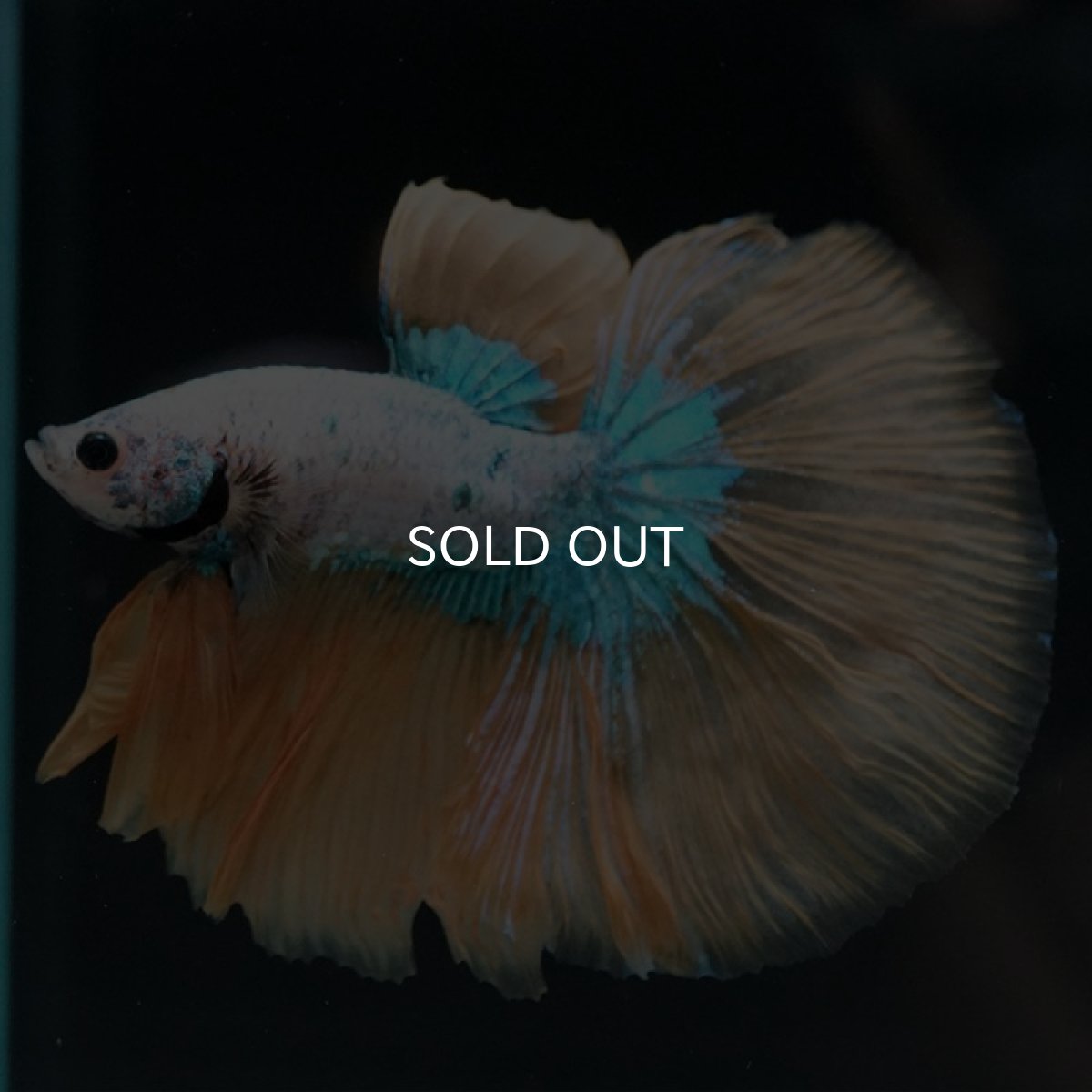 画像5: HM イエローファンシー (5)