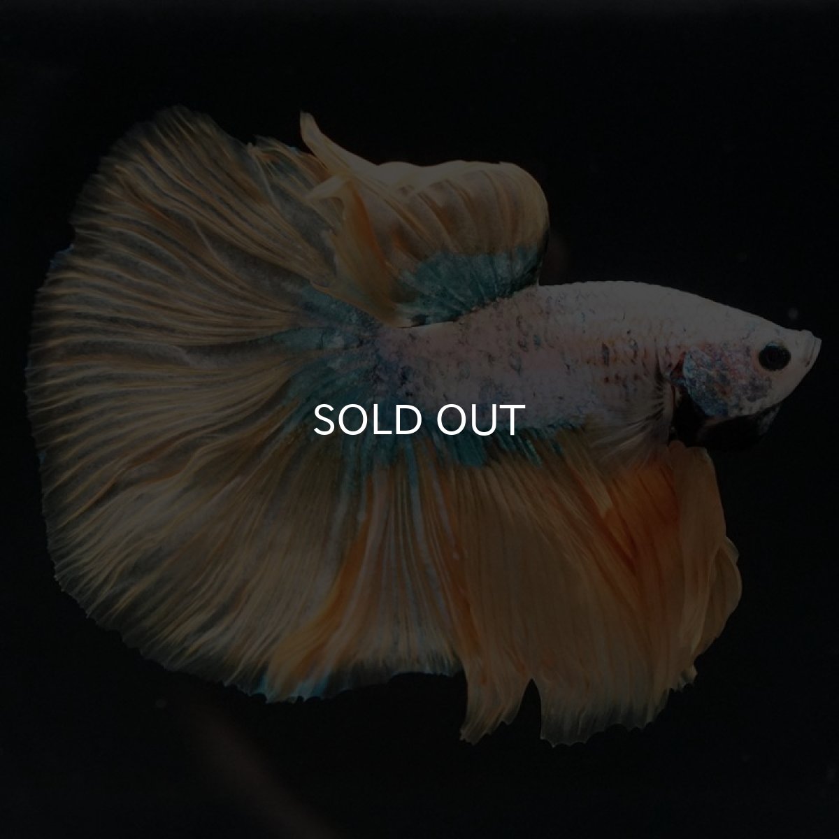 画像2: HM イエローファンシー (2)