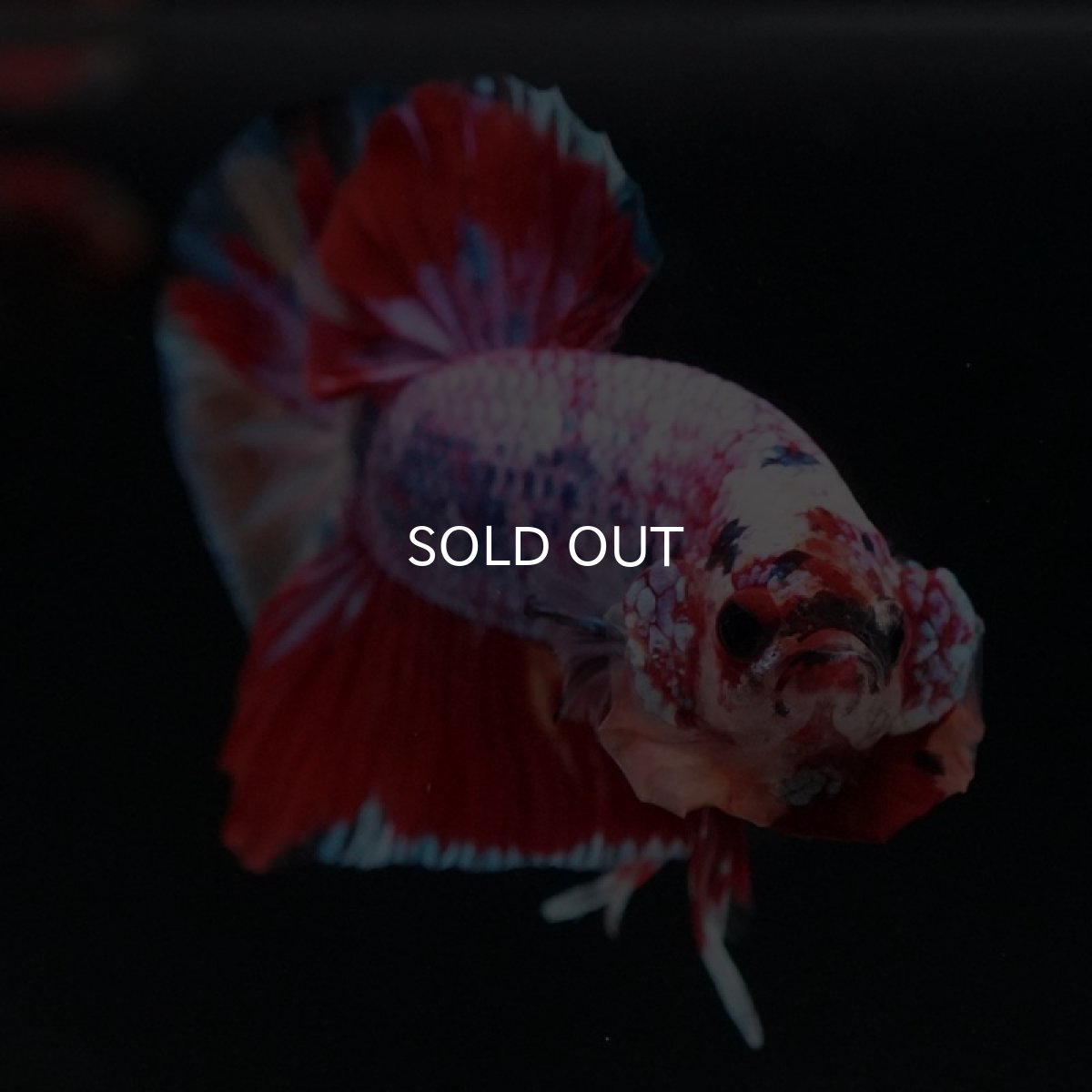 画像3: HMPK キャンディギャラクシー (3)