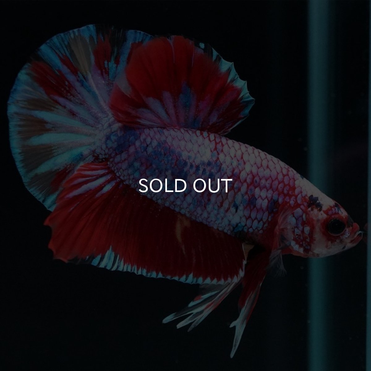 画像5: HMPK キャンディギャラクシー (5)