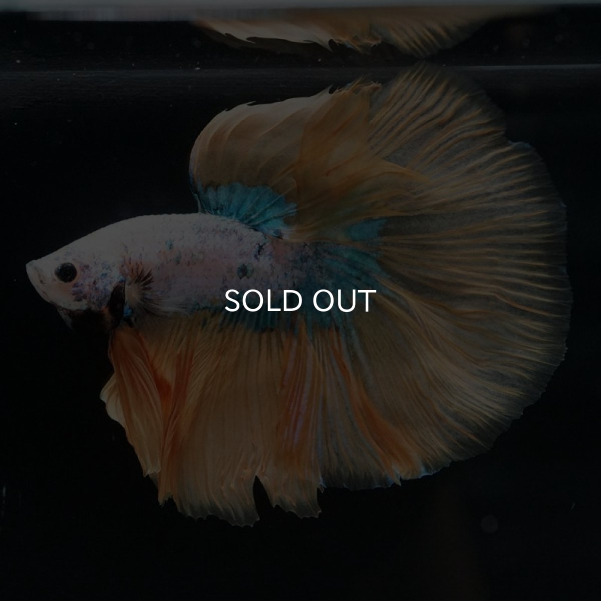 画像3: HM イエローファンシー (3)